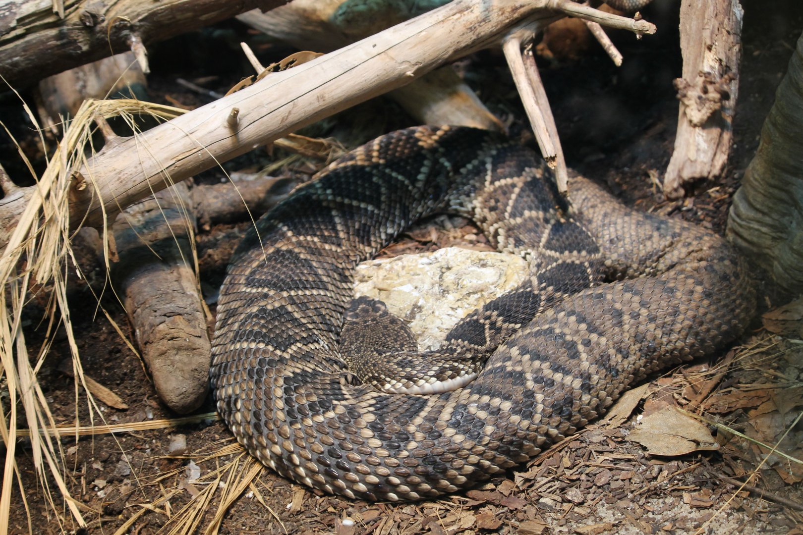 Eastern diamondback rattlesnake (Crotalus adamanteus)