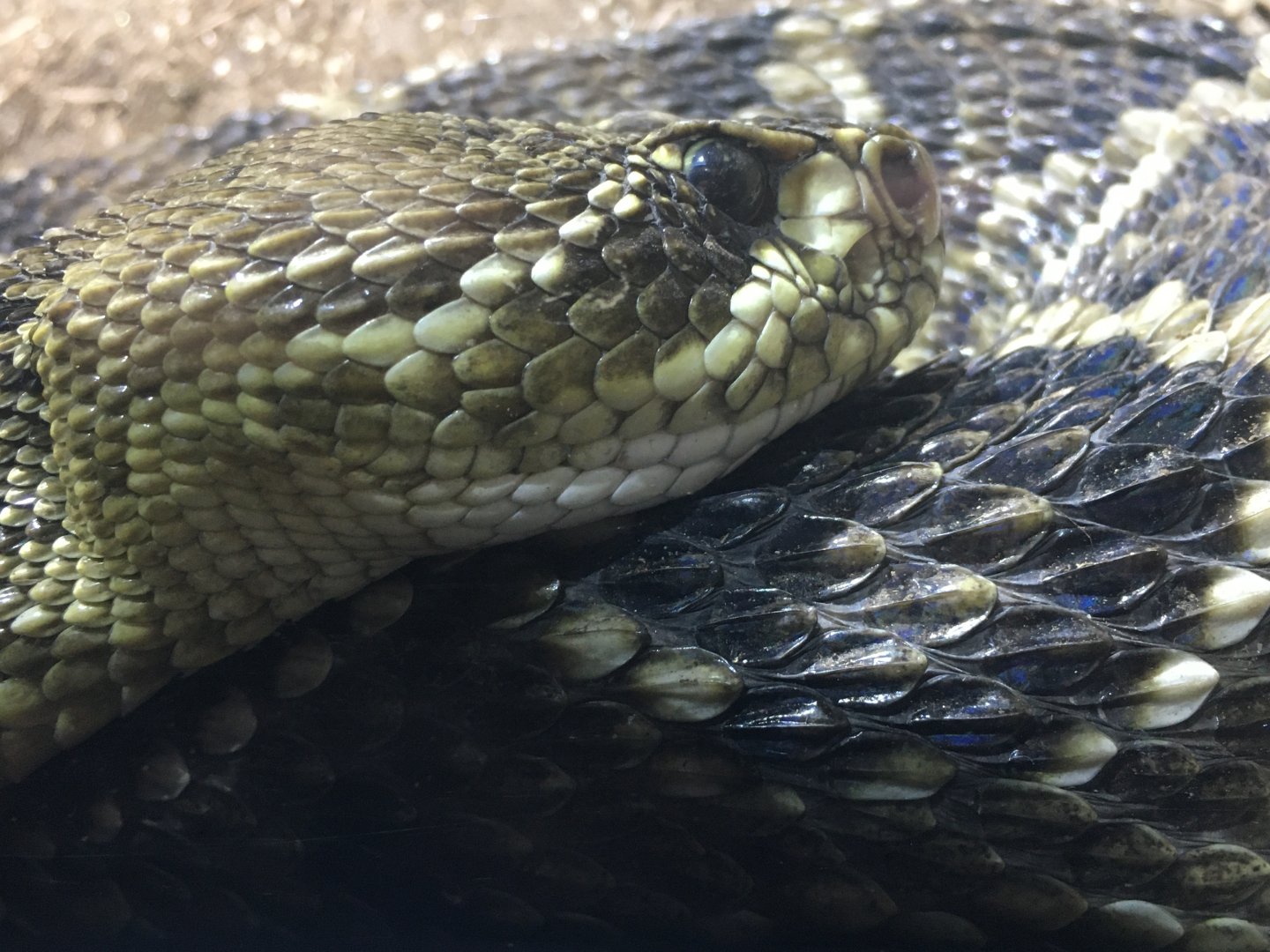Eastern Diamondback Rattlesnake (Crotalus adamanteus)