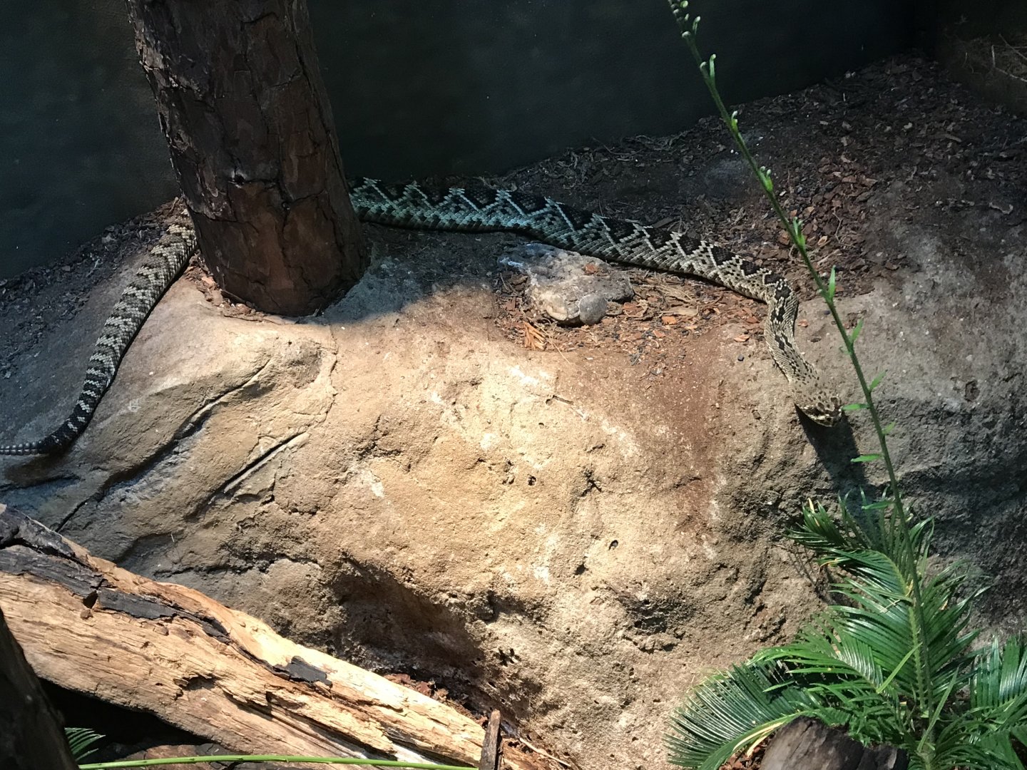 Eastern Diamondback Rattlesnake (Crotalus adamanteus)