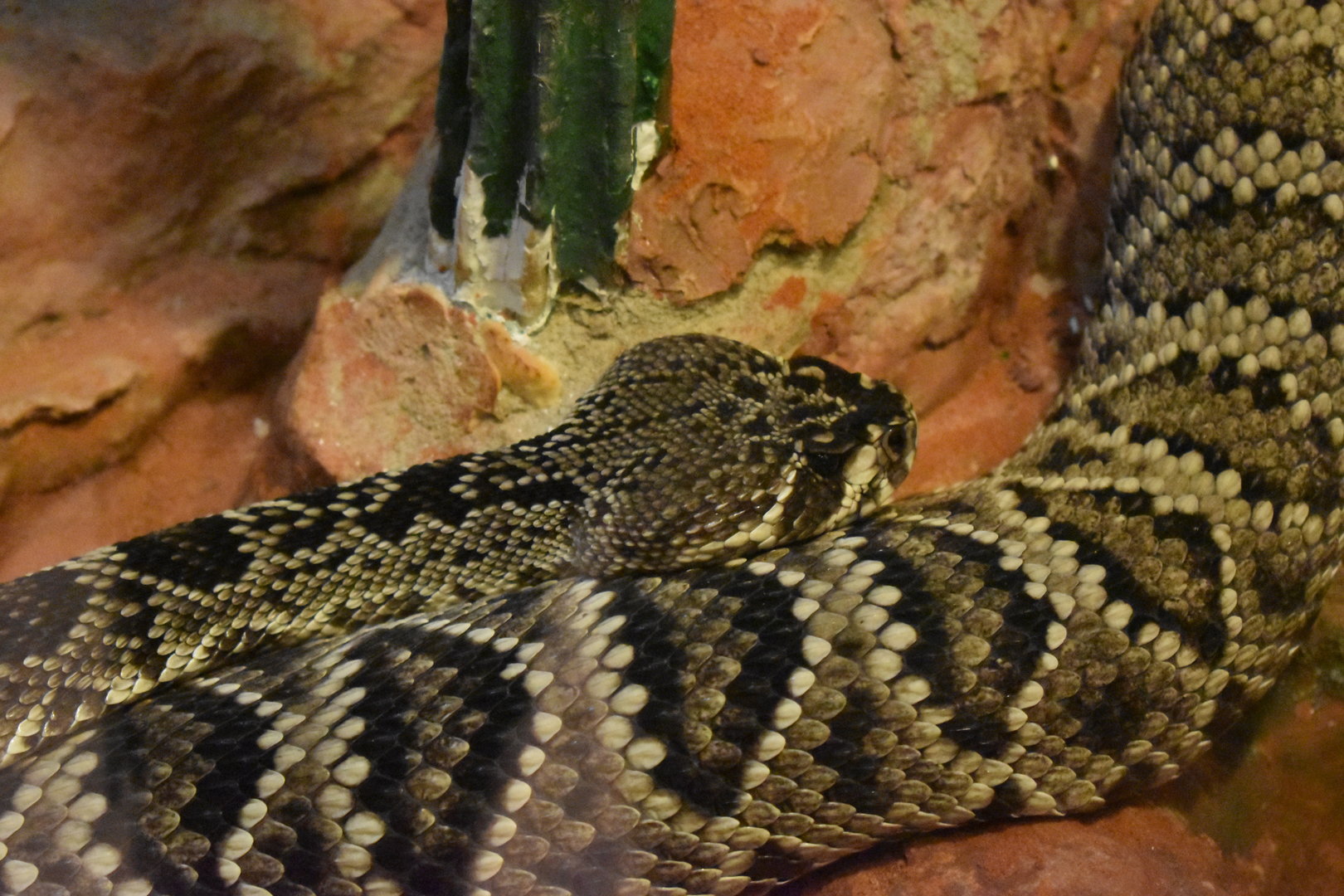 Eastern diamondback rattlesnake (Crotalus adamanteus)