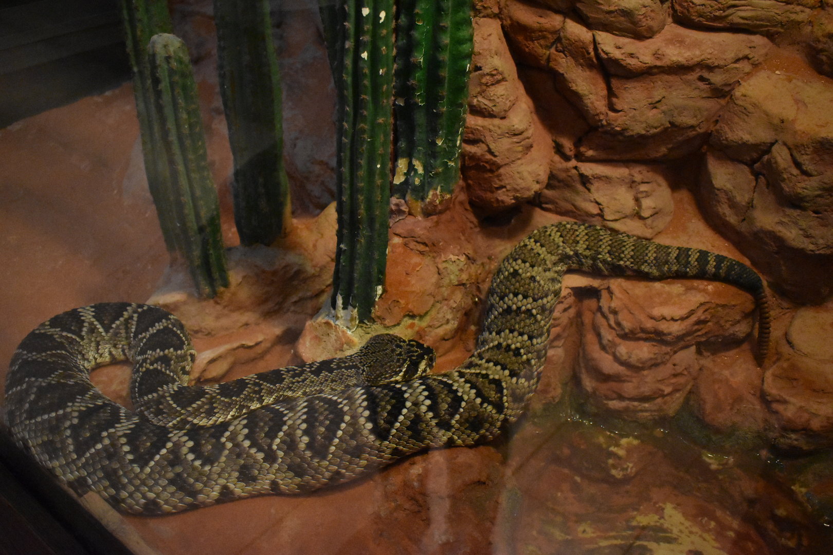 Eastern diamondback rattlesnake (Crotalus adamanteus)