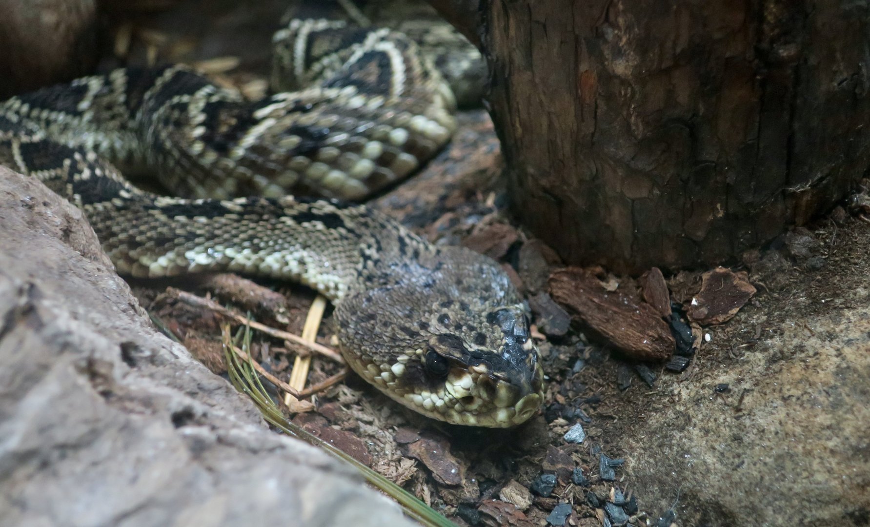 Eastern Diamondback Rattlesnake (Crotalus adamanteus)