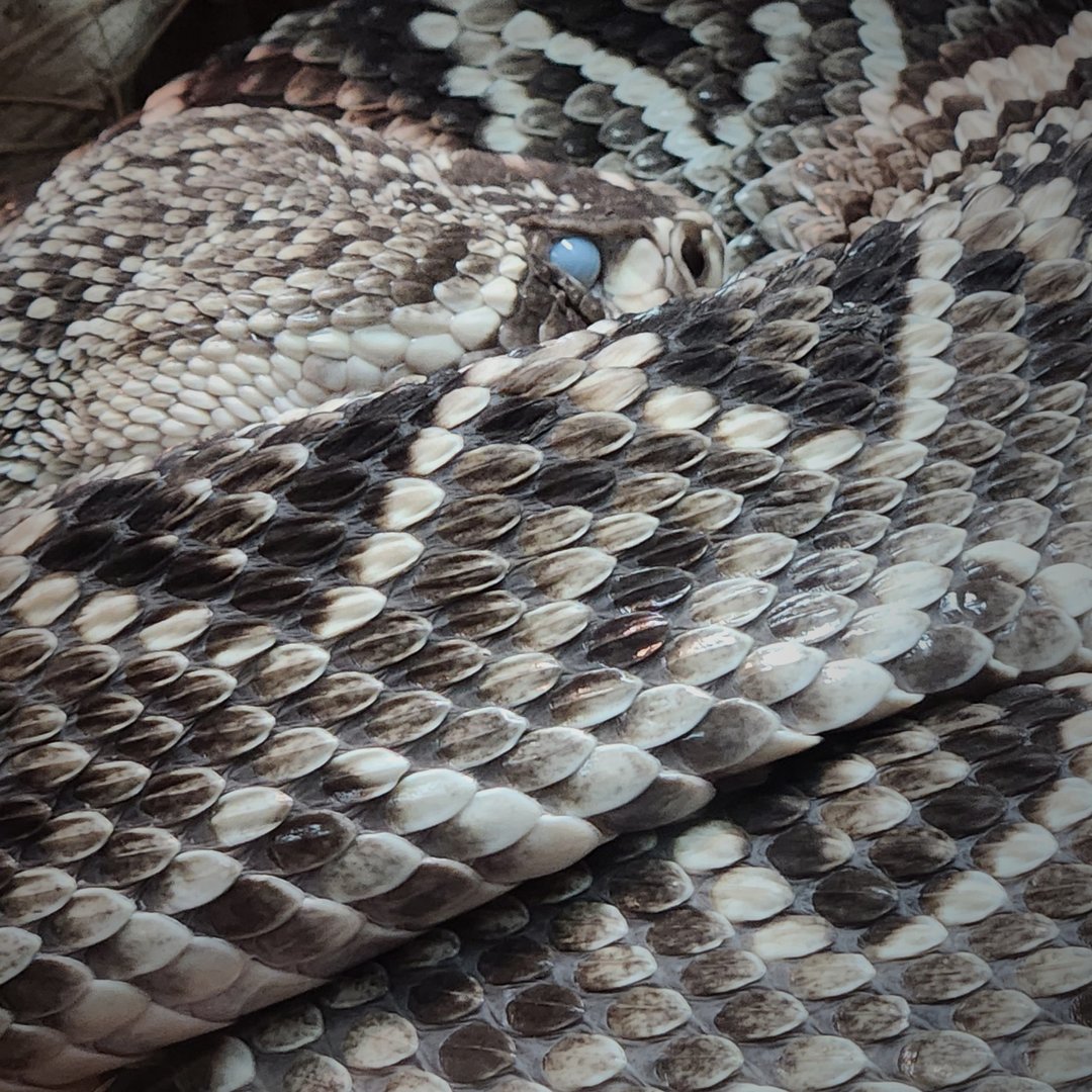 Eastern Diamondback Rattlesnake (Crotalus adamanteus)