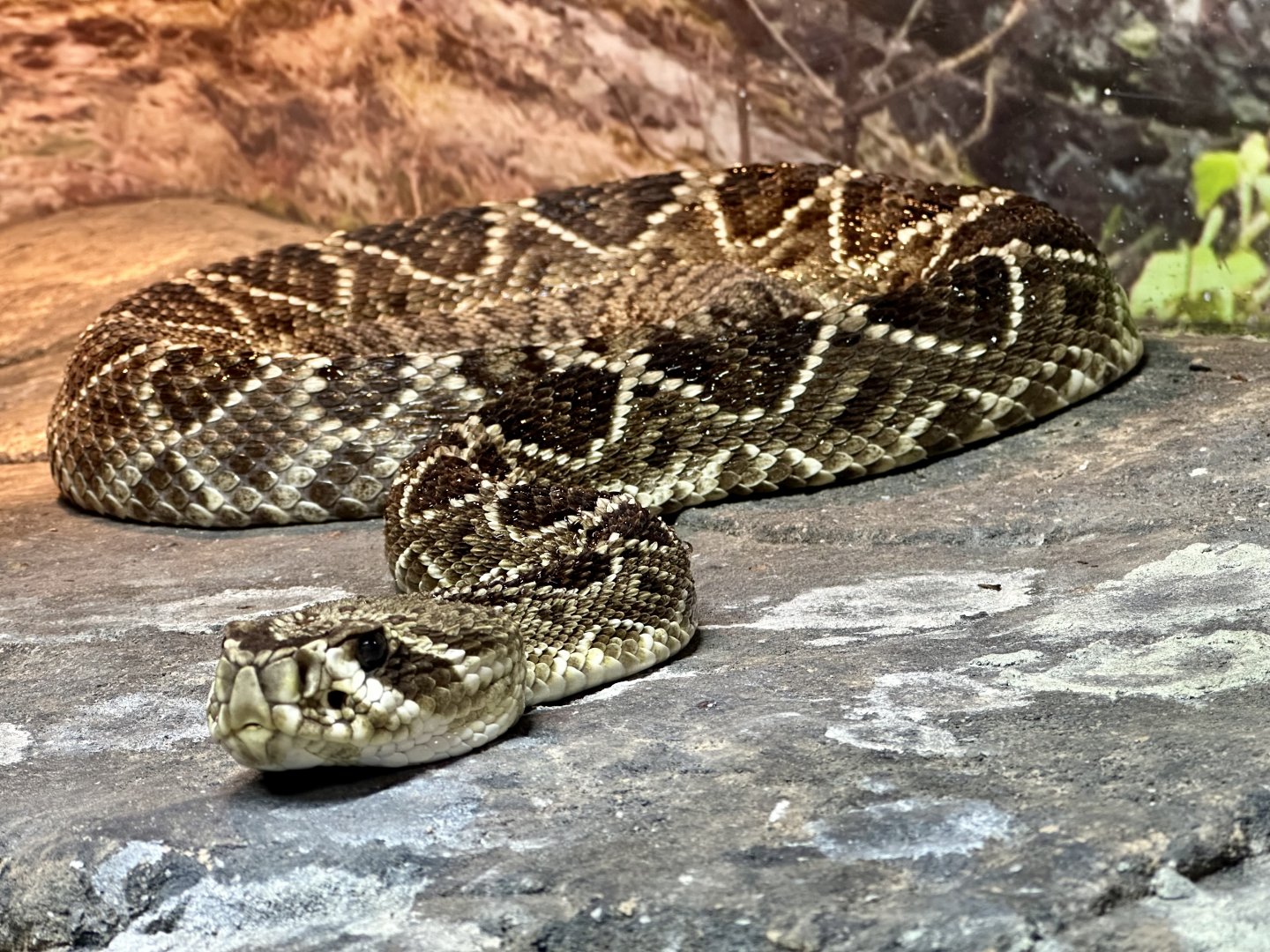 Eastern diamondback rattlesnake (Crotalus adamanteus)
