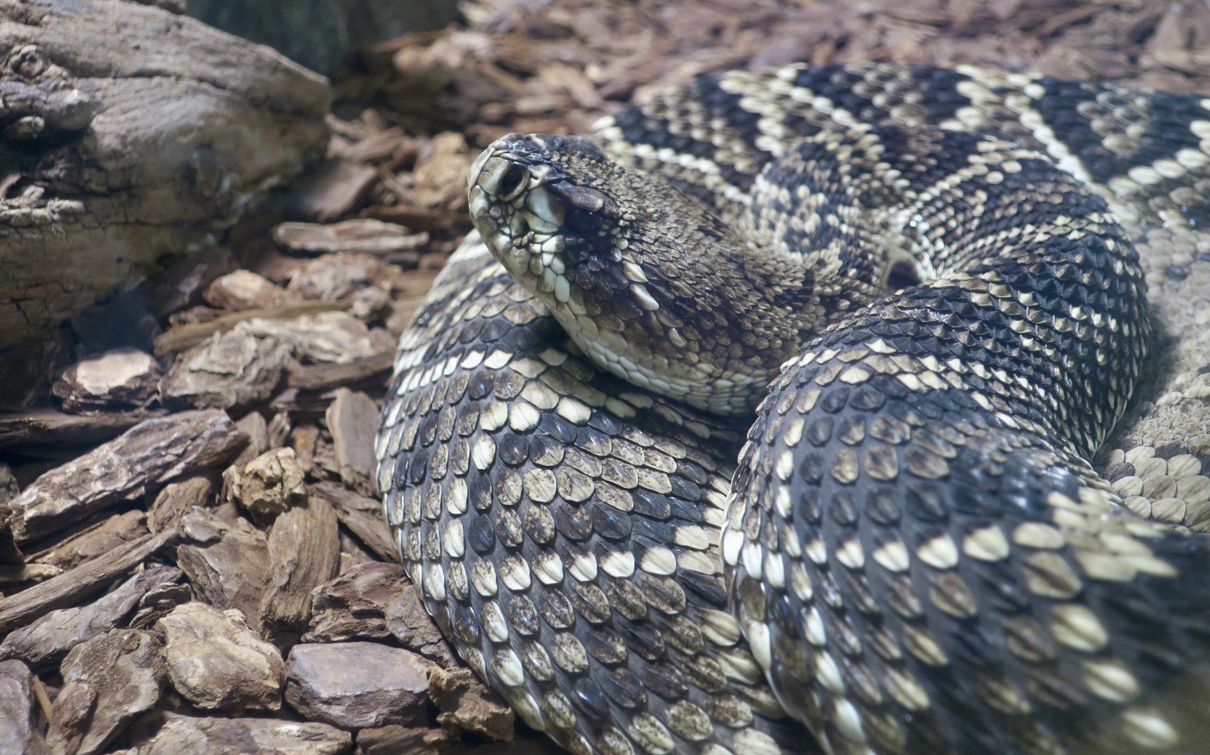 Eastern Diamondback Rattlesnake (Crotalus adamanteus)