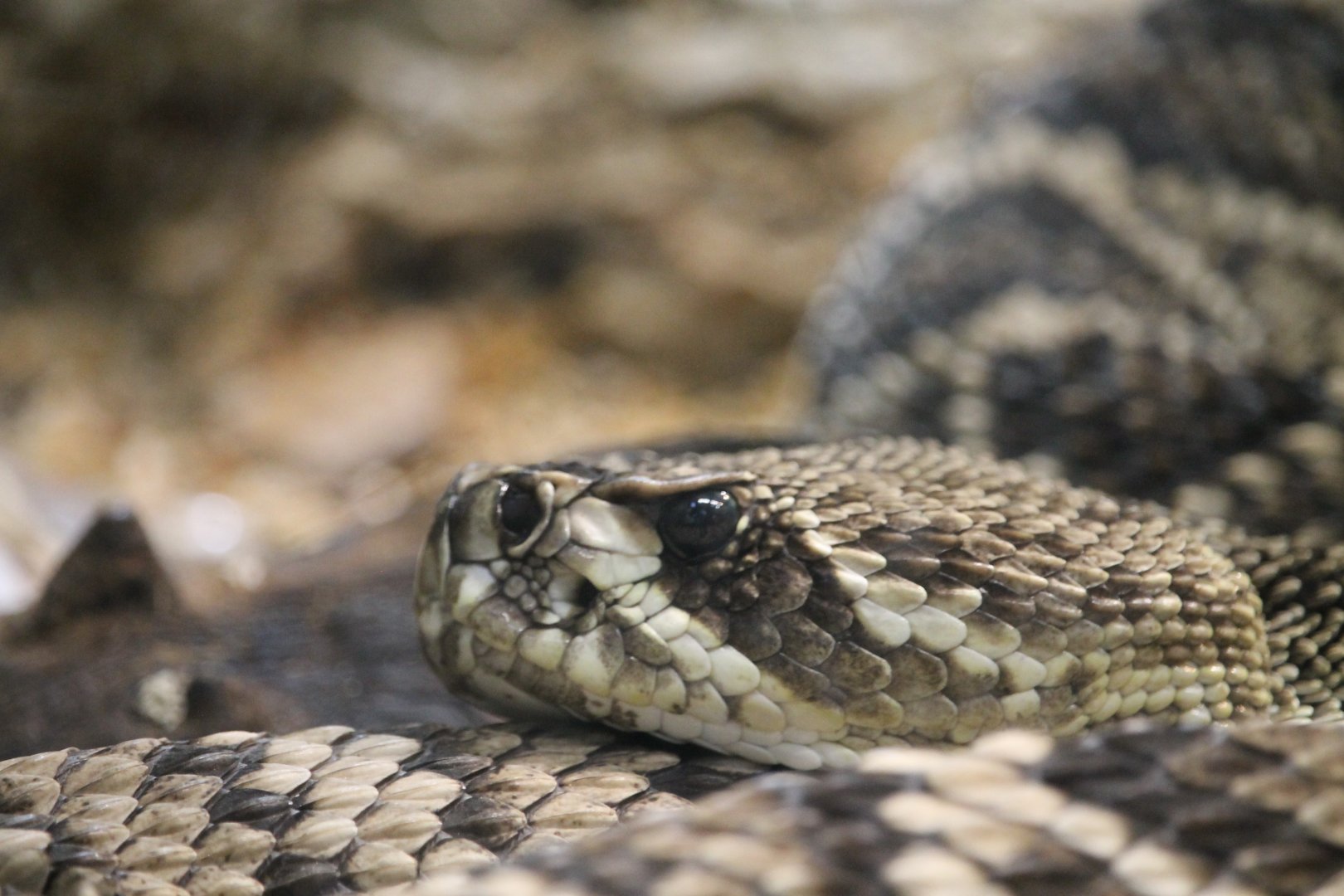 Eastern diamondback rattlesnake (Crotalus adamanteus)