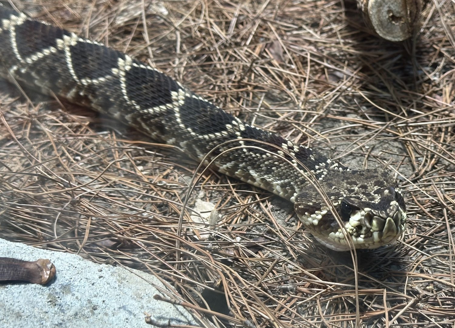 Eastern diamondback rattlesnake (Crotalus adamanteus)