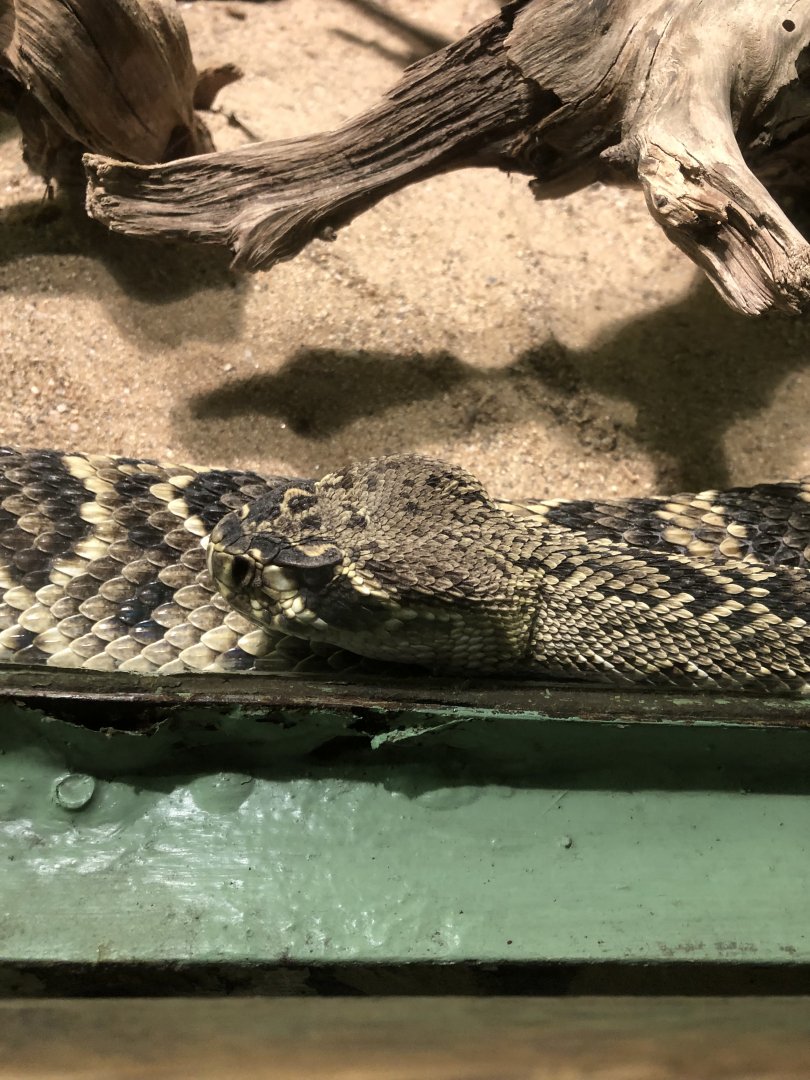 Eastern Diamondback Rattlesnake (Crotalus adamanteus)