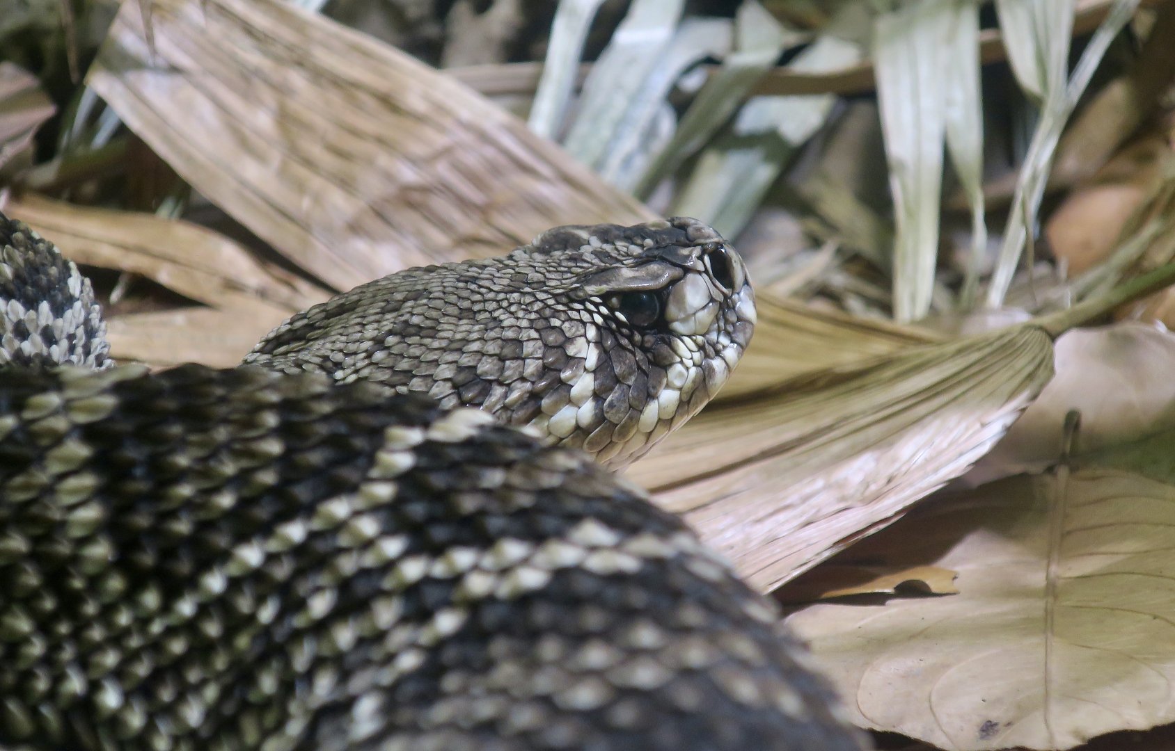 Eastern Diamondback Rattlesnake (Crotalus adamanteus)