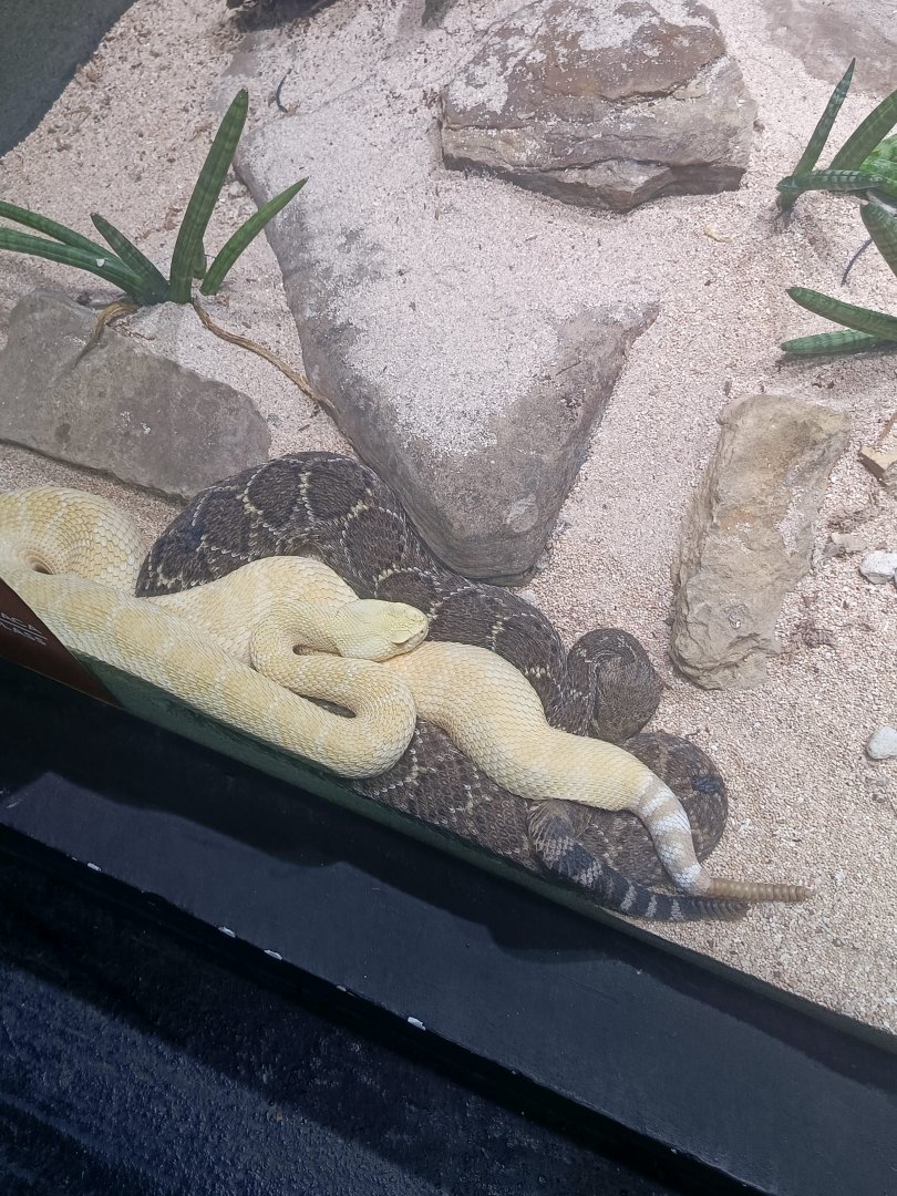 Eastern Diamondback Rattlesnake (Crotalus atrox)