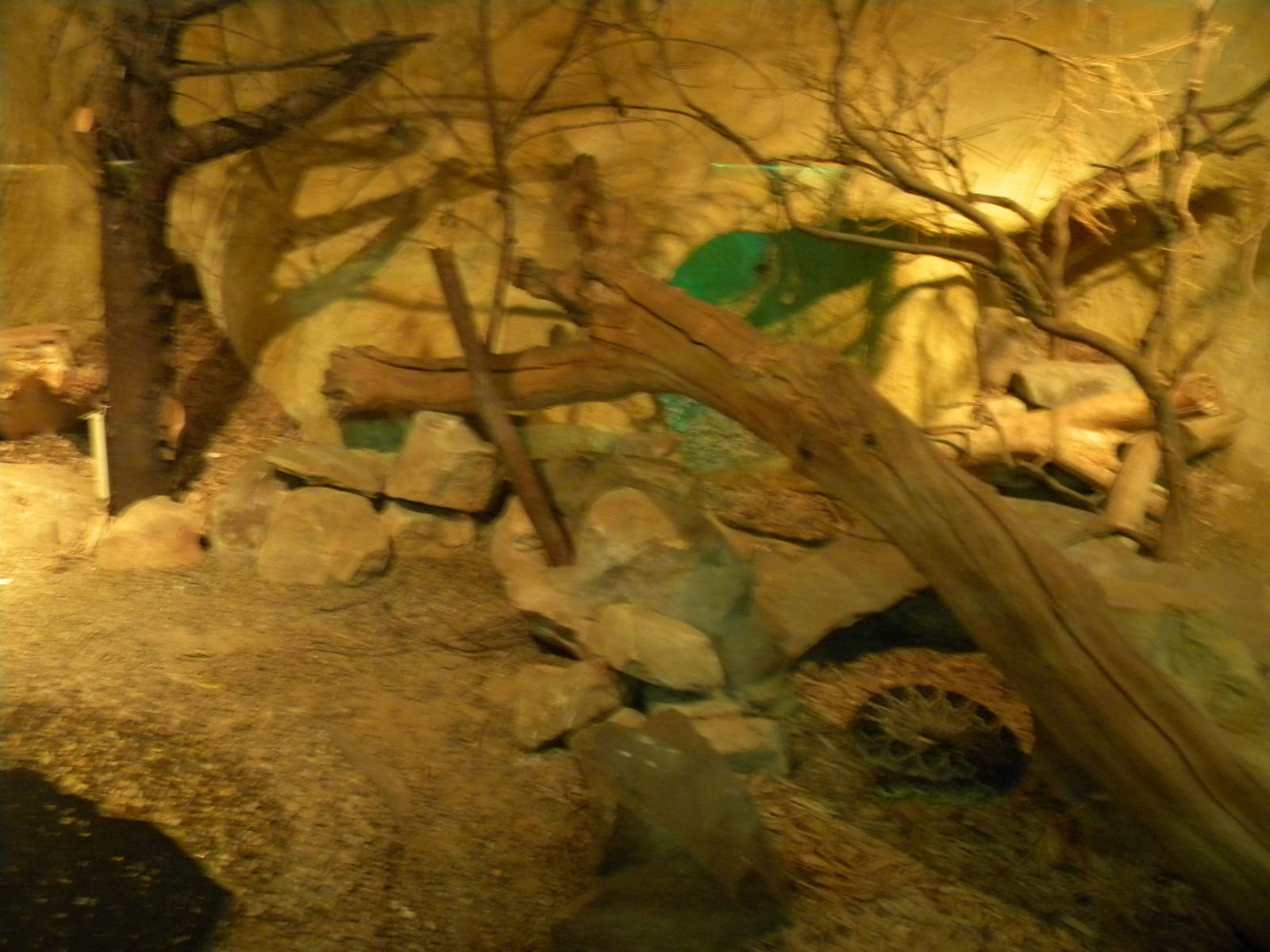 Eastern Diamondback Rattlesnake Enclosure.