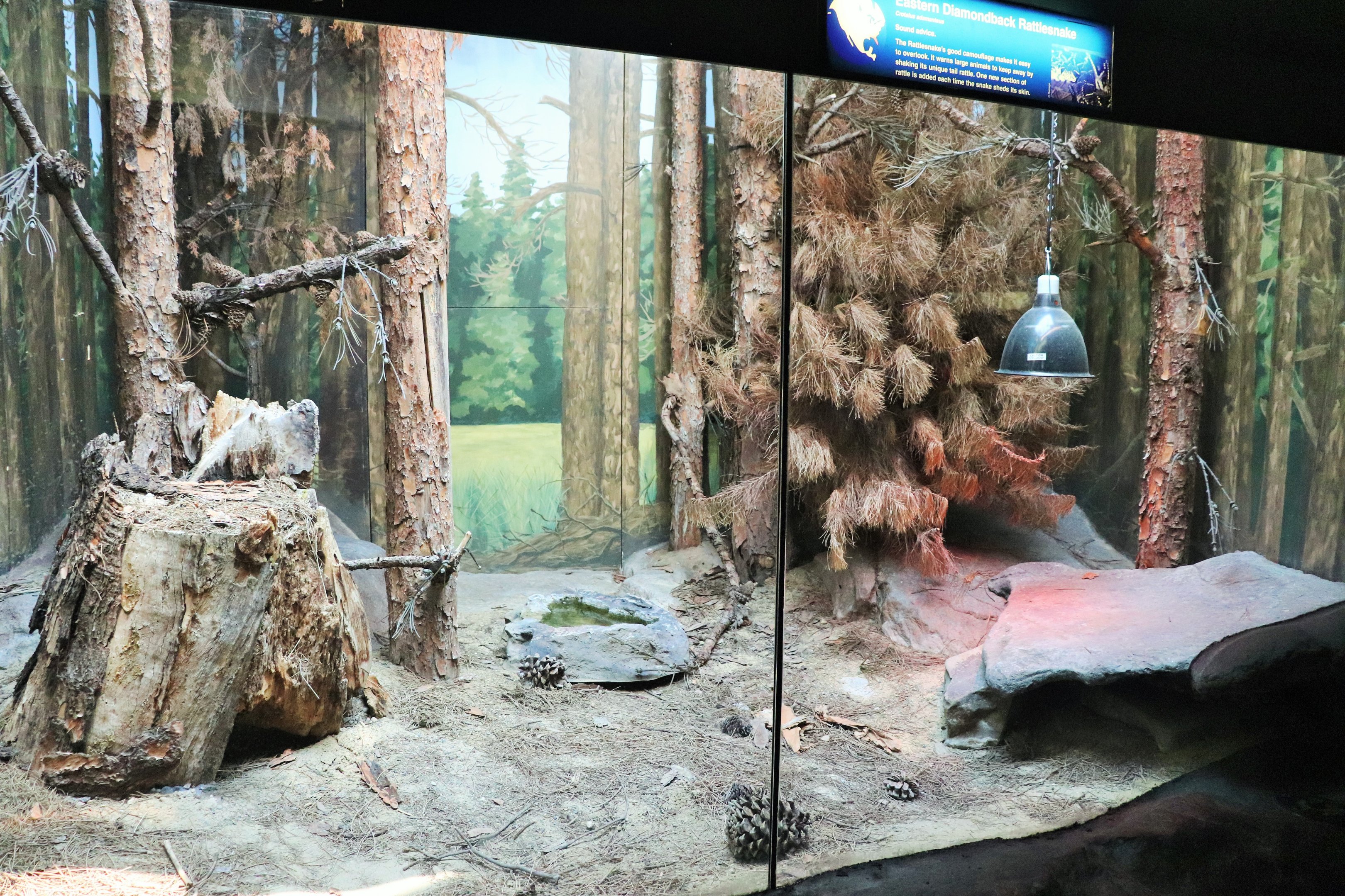 Eastern Diamondback Rattlesnake Enclosure