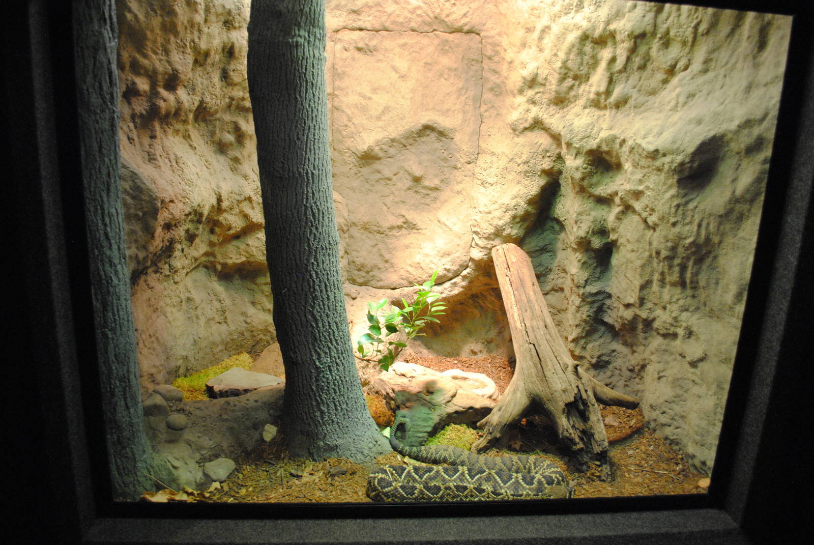 Eastern Diamondback Rattlesnake Exhibit (Main Gallery)