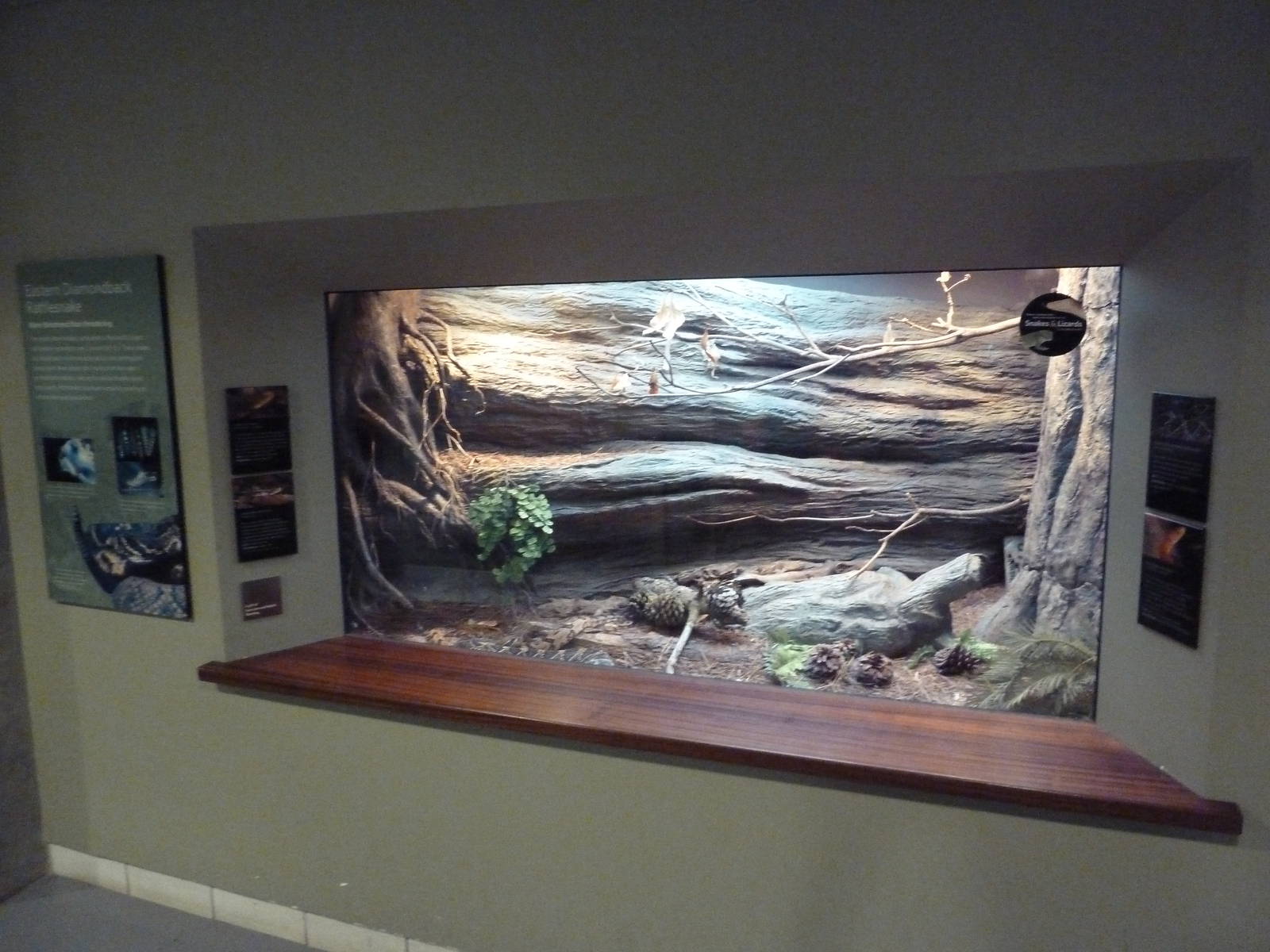 Eastern Diamondback Rattlesnake Exhibit