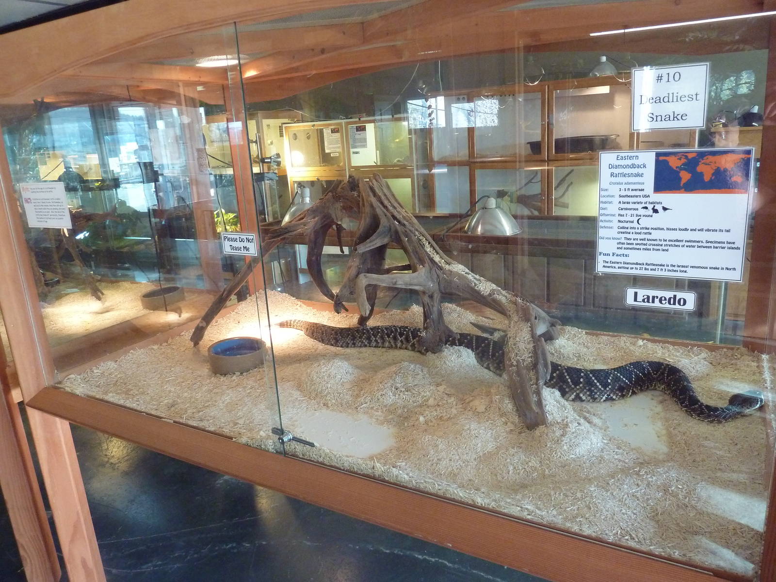 Eastern Diamondback Rattlesnake Exhibit