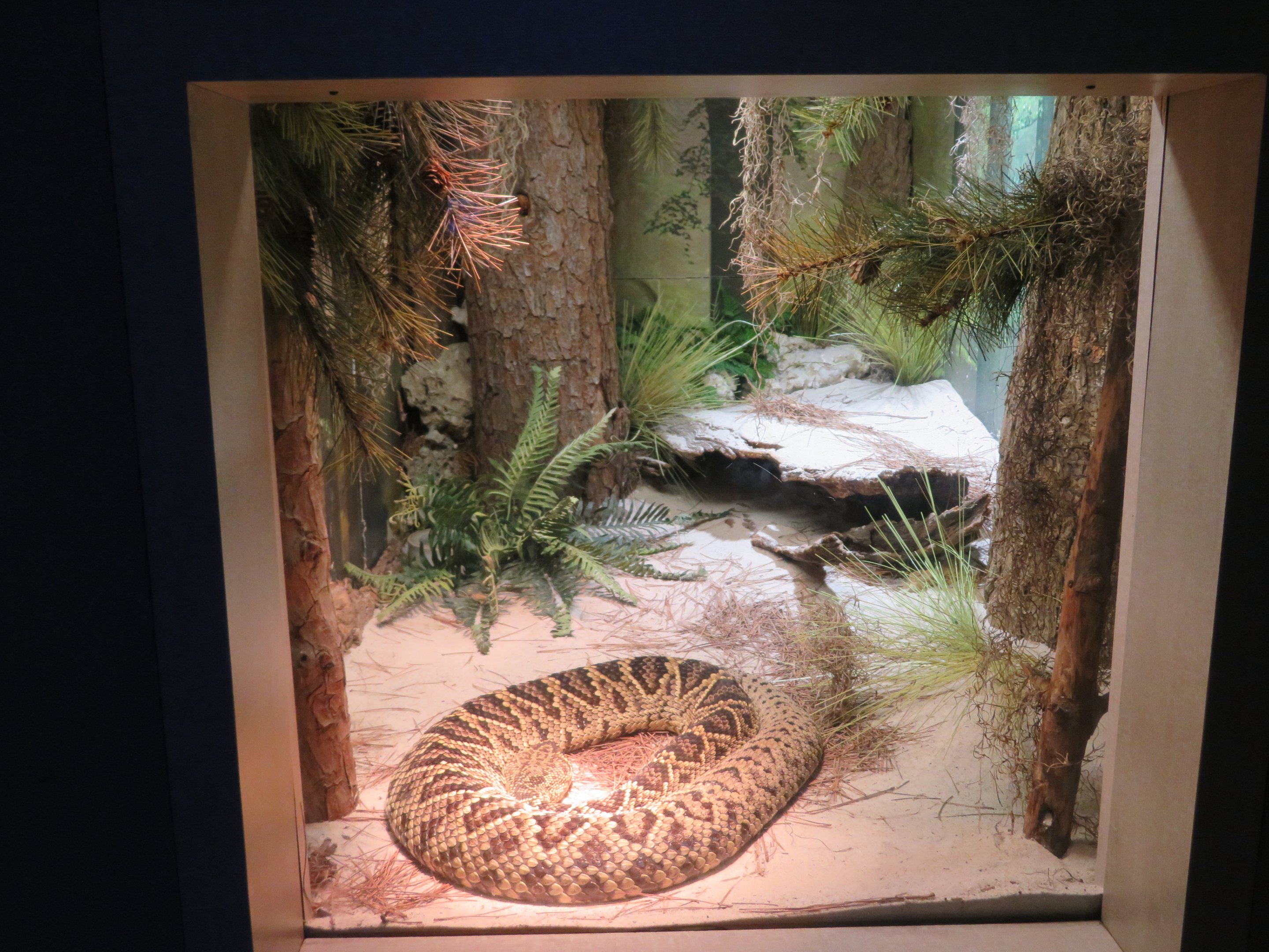 Eastern Diamondback Rattlesnake Exhibit