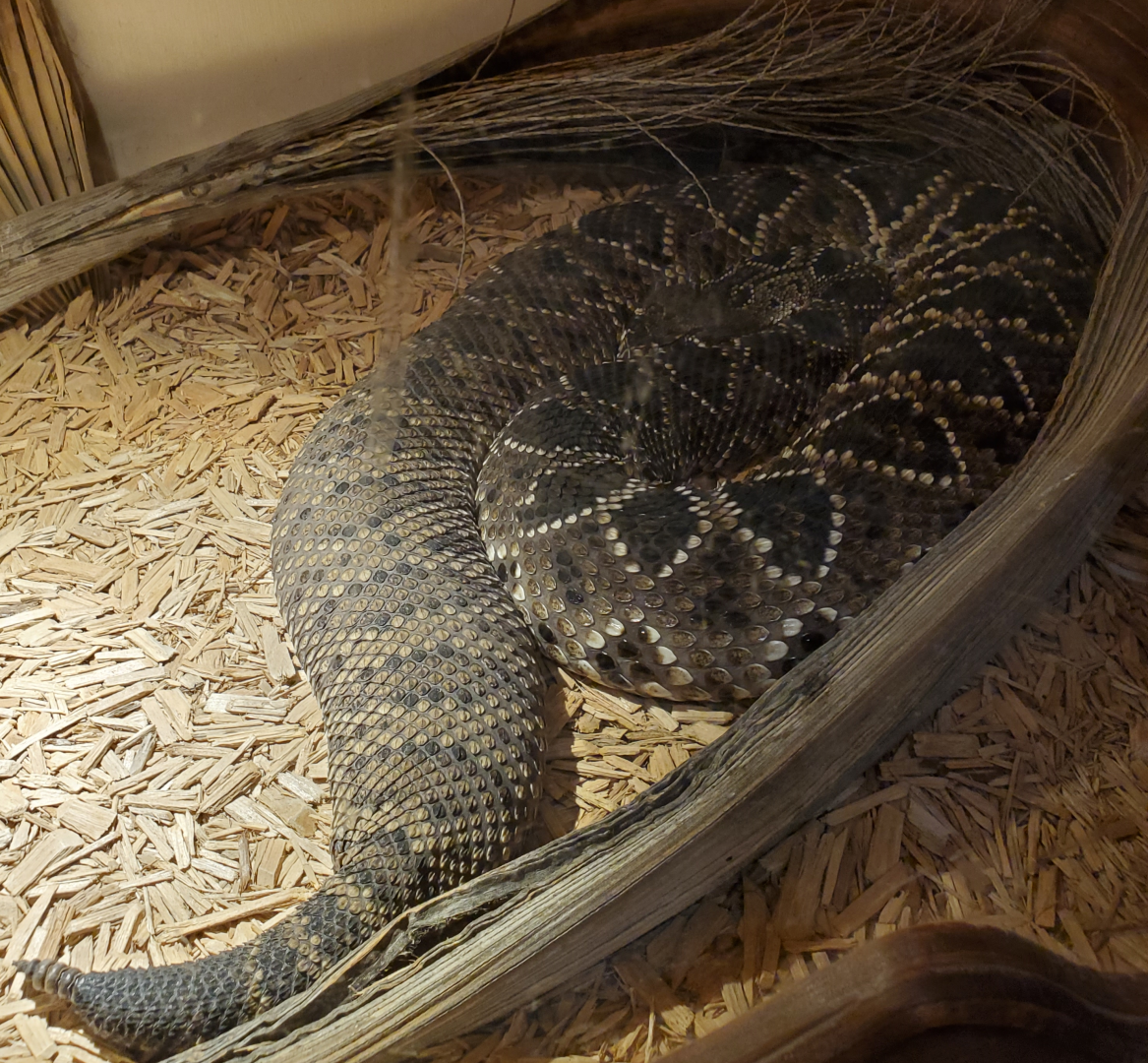 Eastern Diamondback Rattlesnake - Goldfield Ghost Town & Mines (2020)