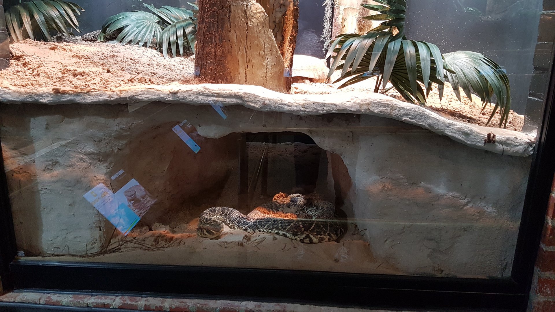 Eastern diamondback rattlesnake & Gopher tortoise