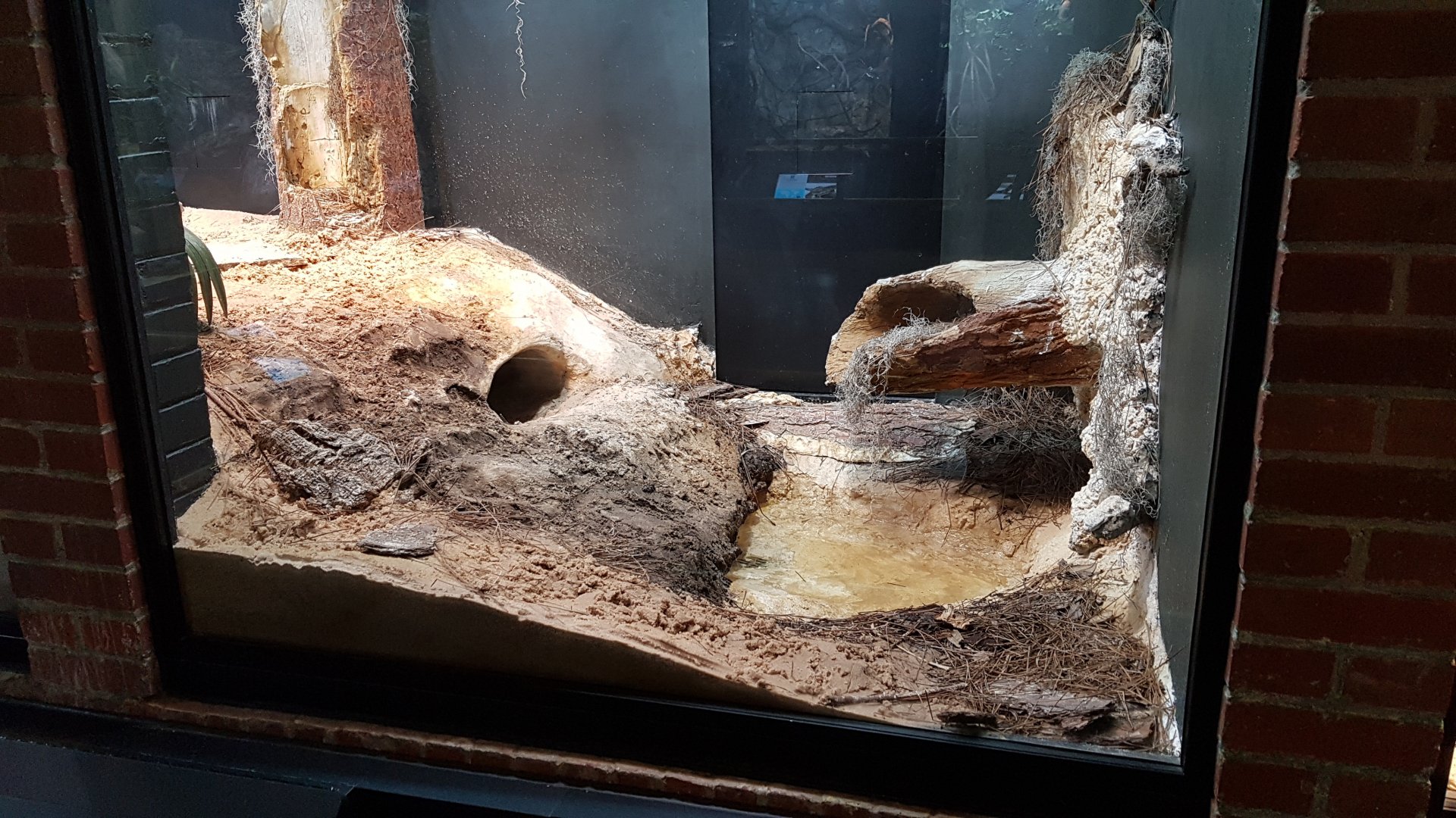 Eastern diamondback rattlesnake & Gopher tortoise