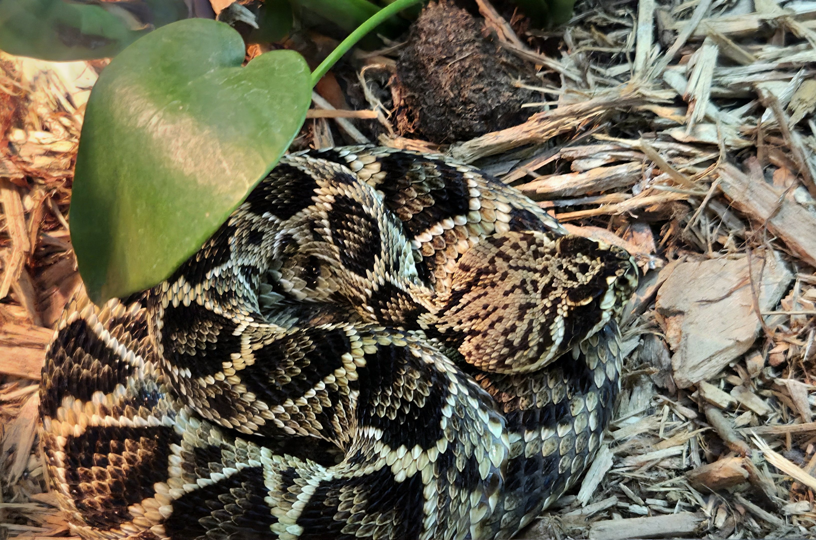 Eastern Diamondback Rattlesnake  - Greenville Zoo