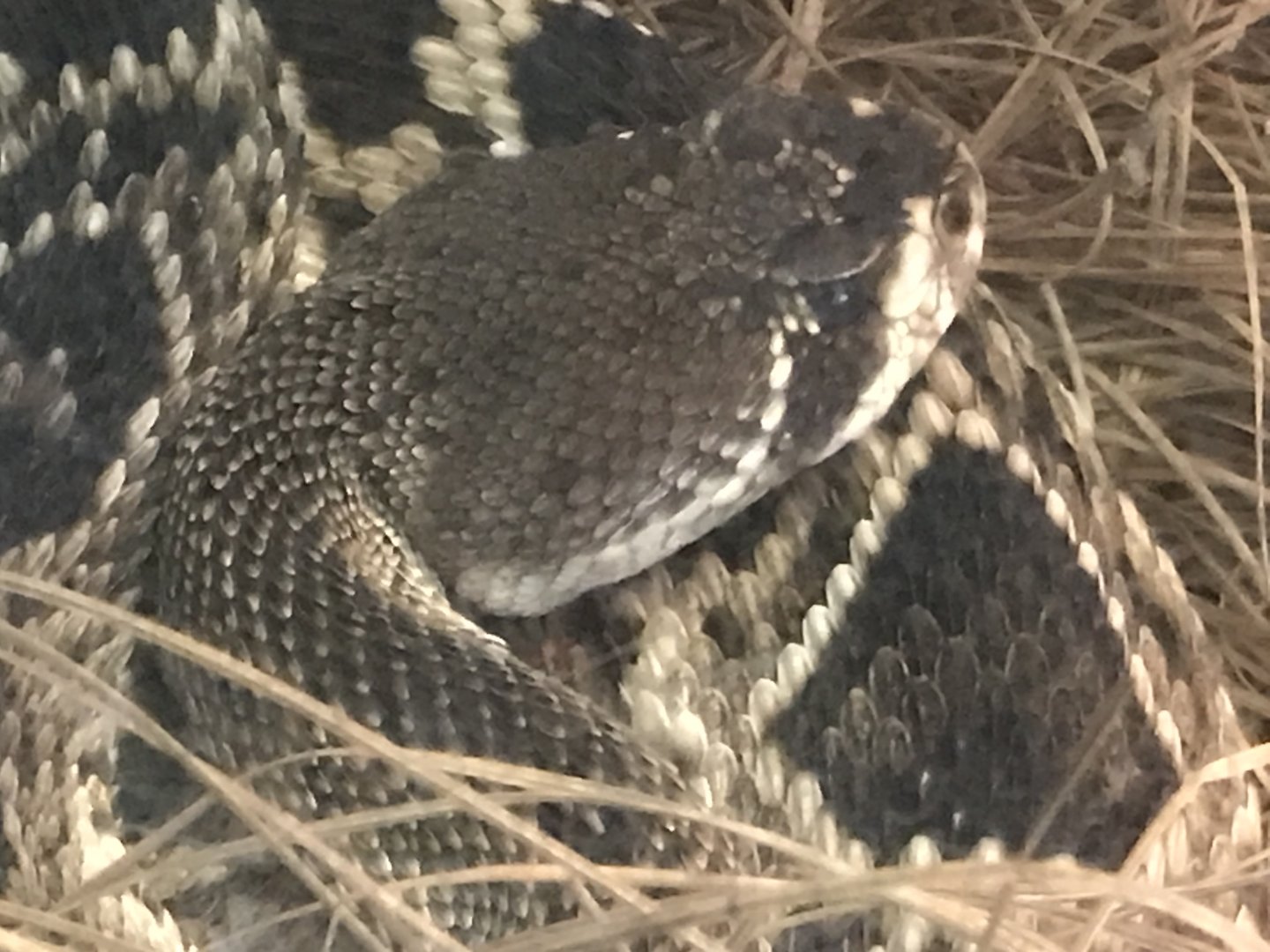 Eastern diamondback rattlesnake (Little Girl)