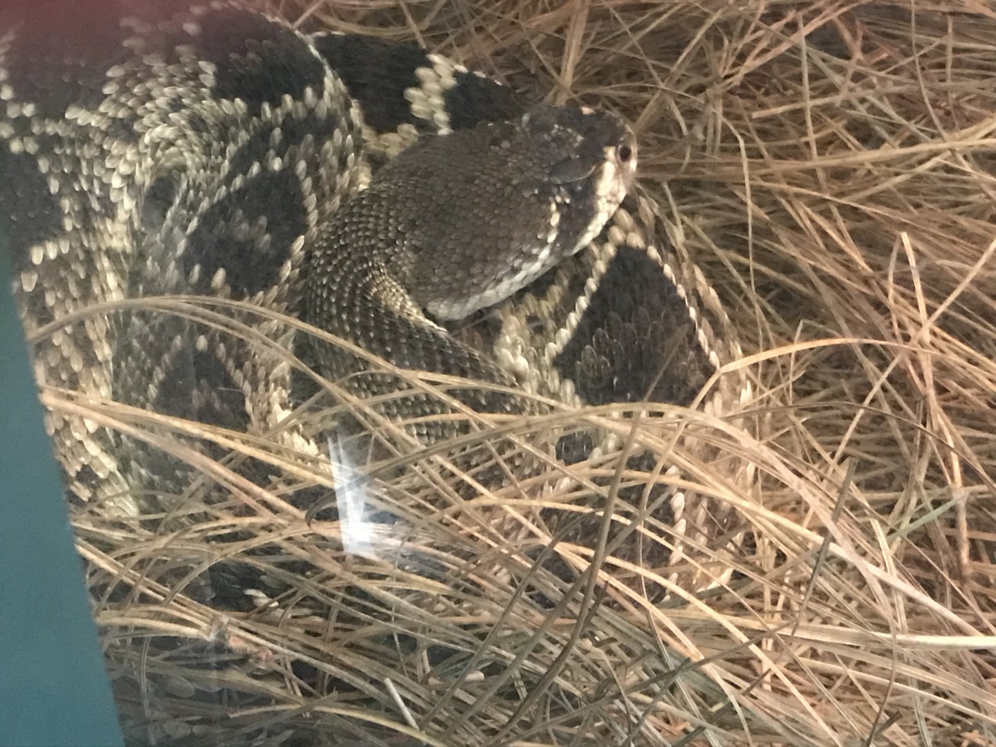 Eastern diamondback rattlesnake (Little Girl)