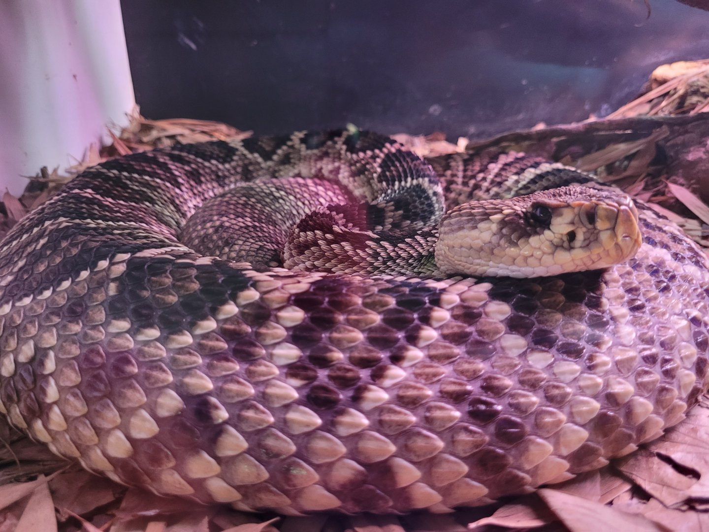 Eastern diamondback rattlesnake -Parque de la Naturaleza de Cabárceno (2022)