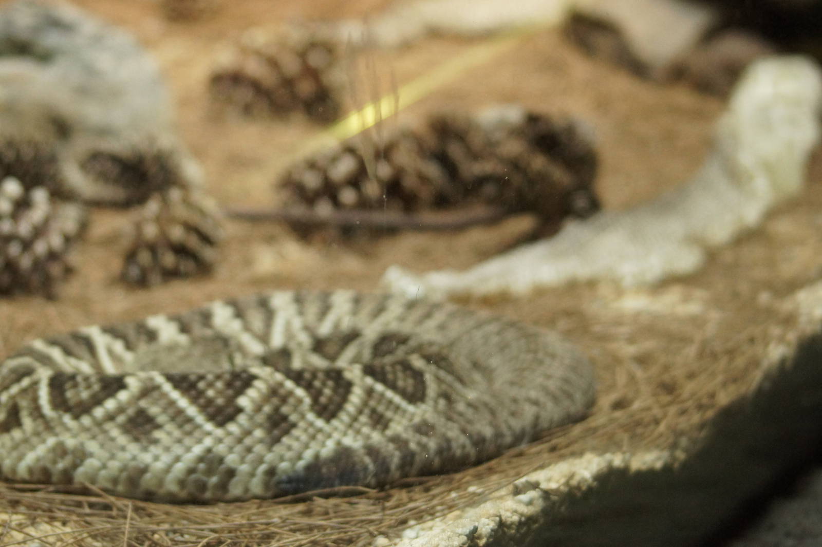 Eastern Diamondback Rattlesnake & shedded skin