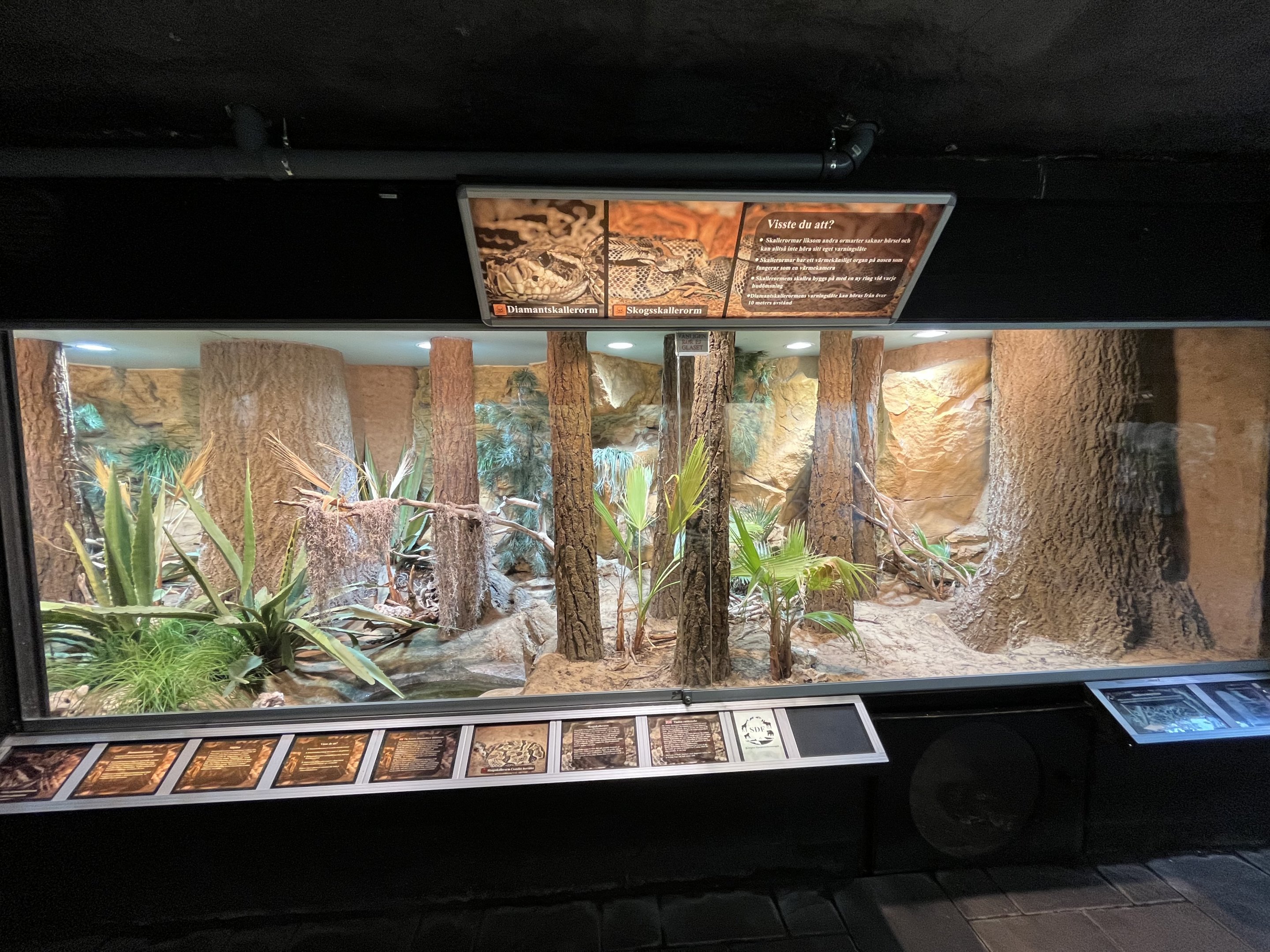 Eastern Diamondback Rattlesnake/Timber Rattlesnake Exhibit