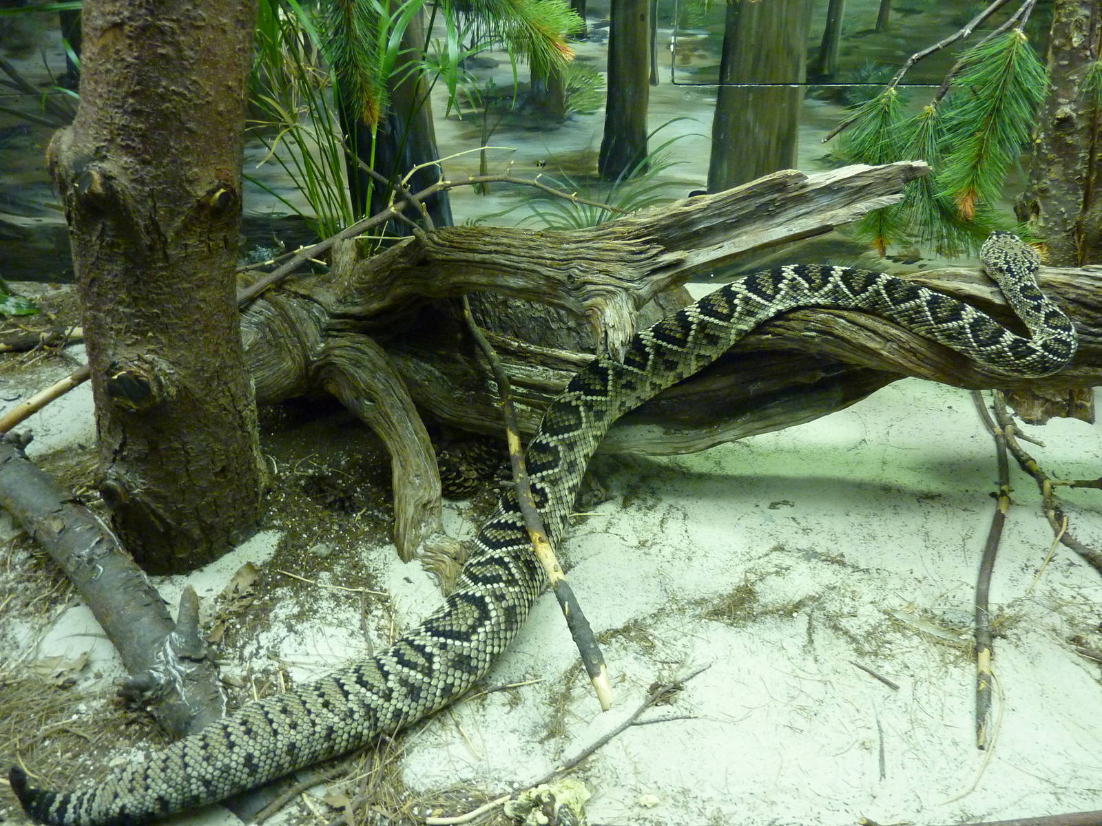 Eastern Diamondback Rattlesnake