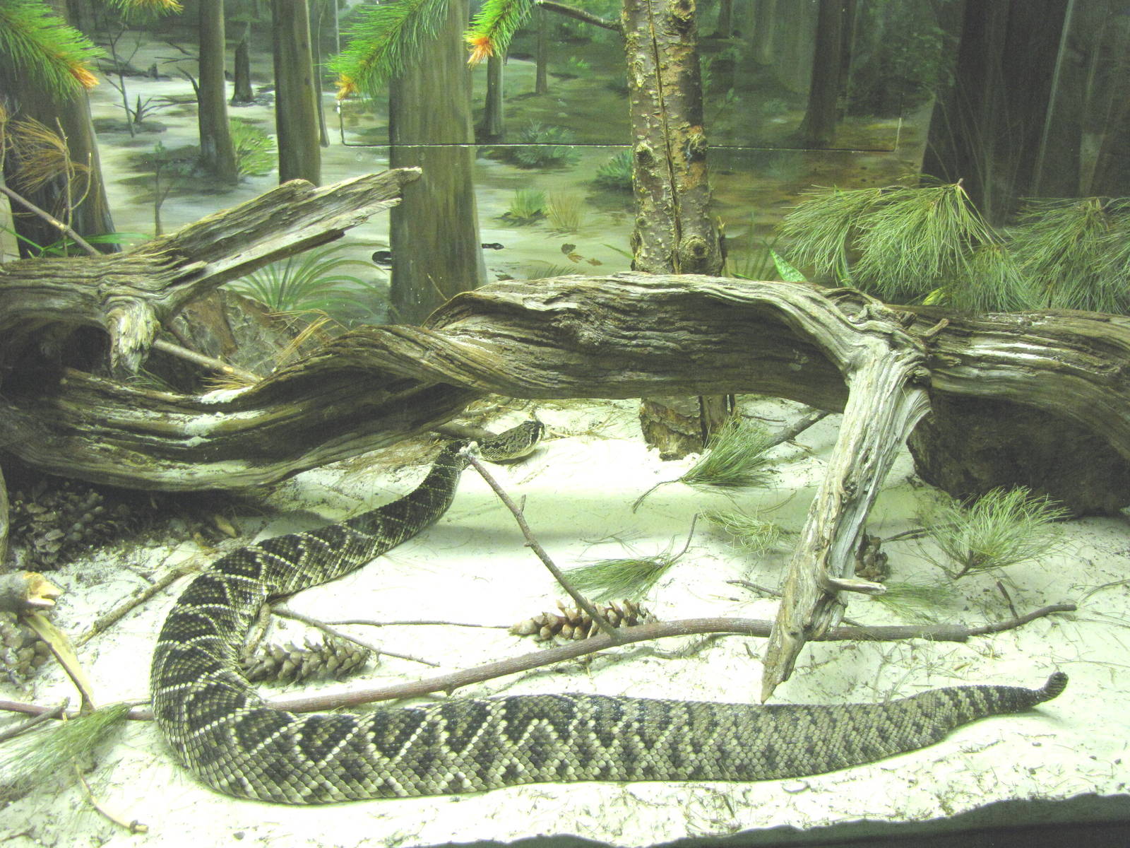 Eastern Diamondback Rattlesnake
