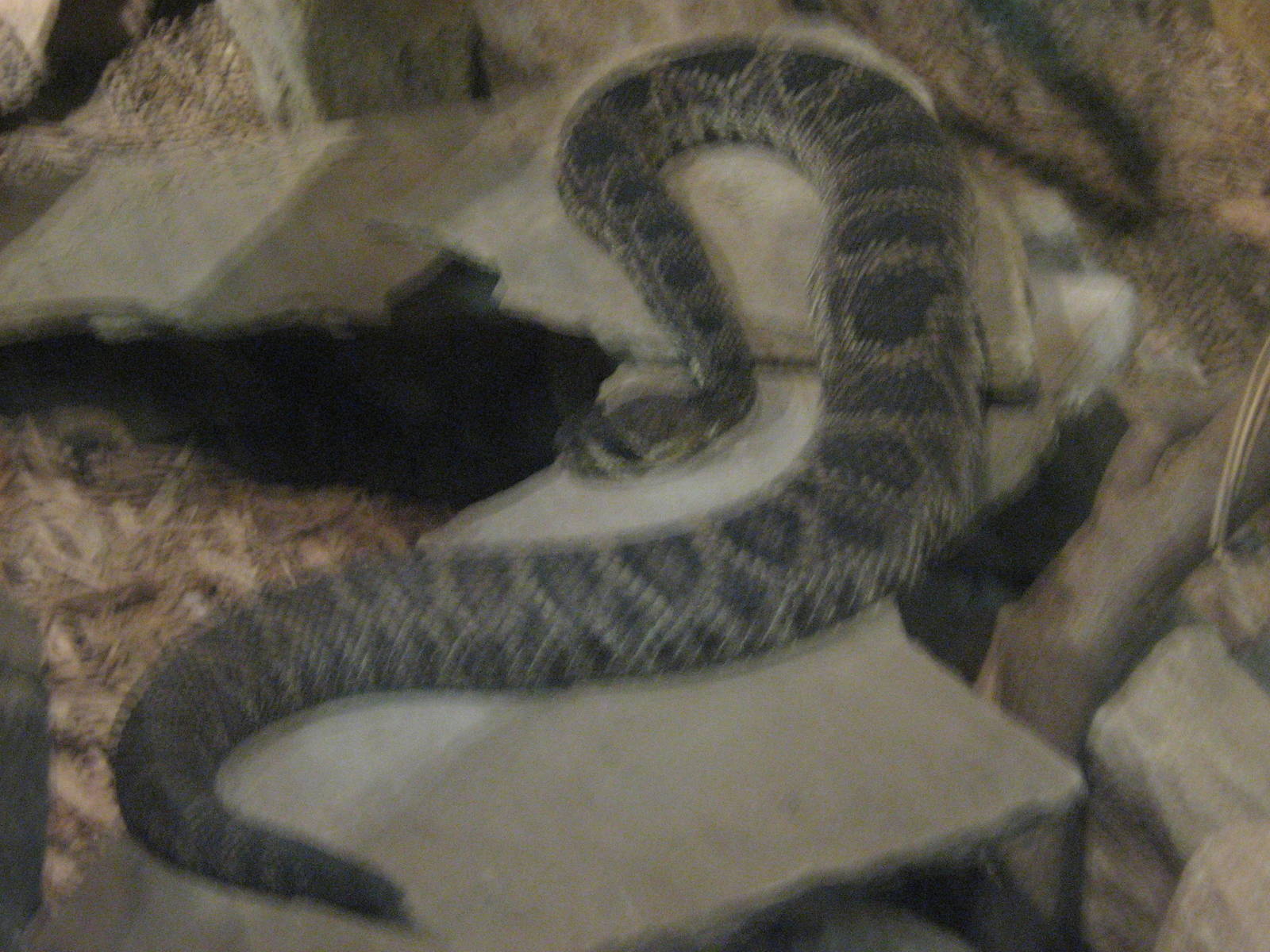 Eastern Diamondback Rattlesnake.