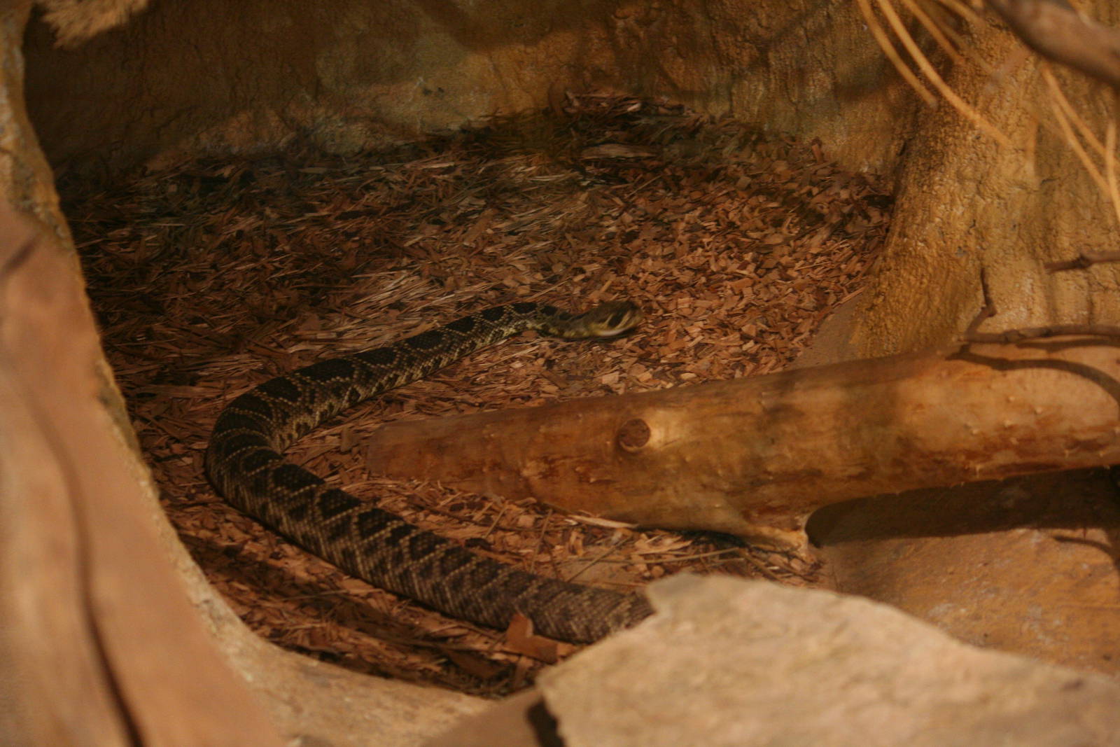 Eastern diamondback rattlesnake