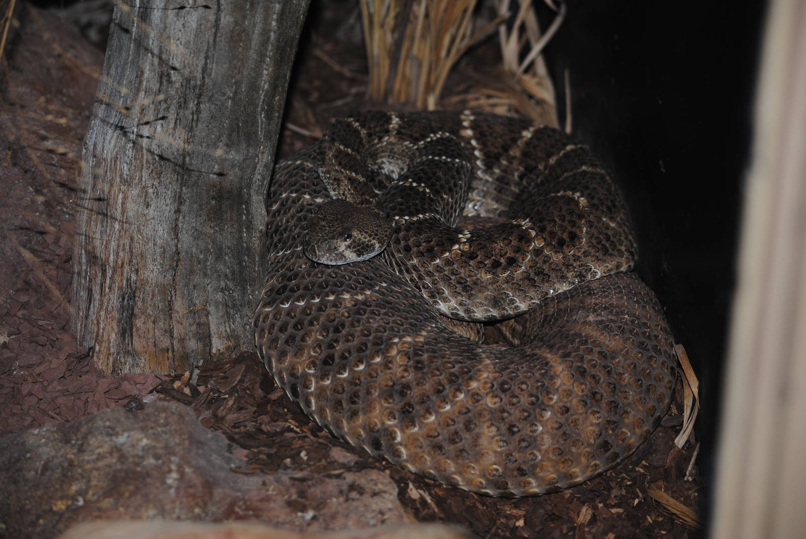 Eastern Diamondback Rattlesnake