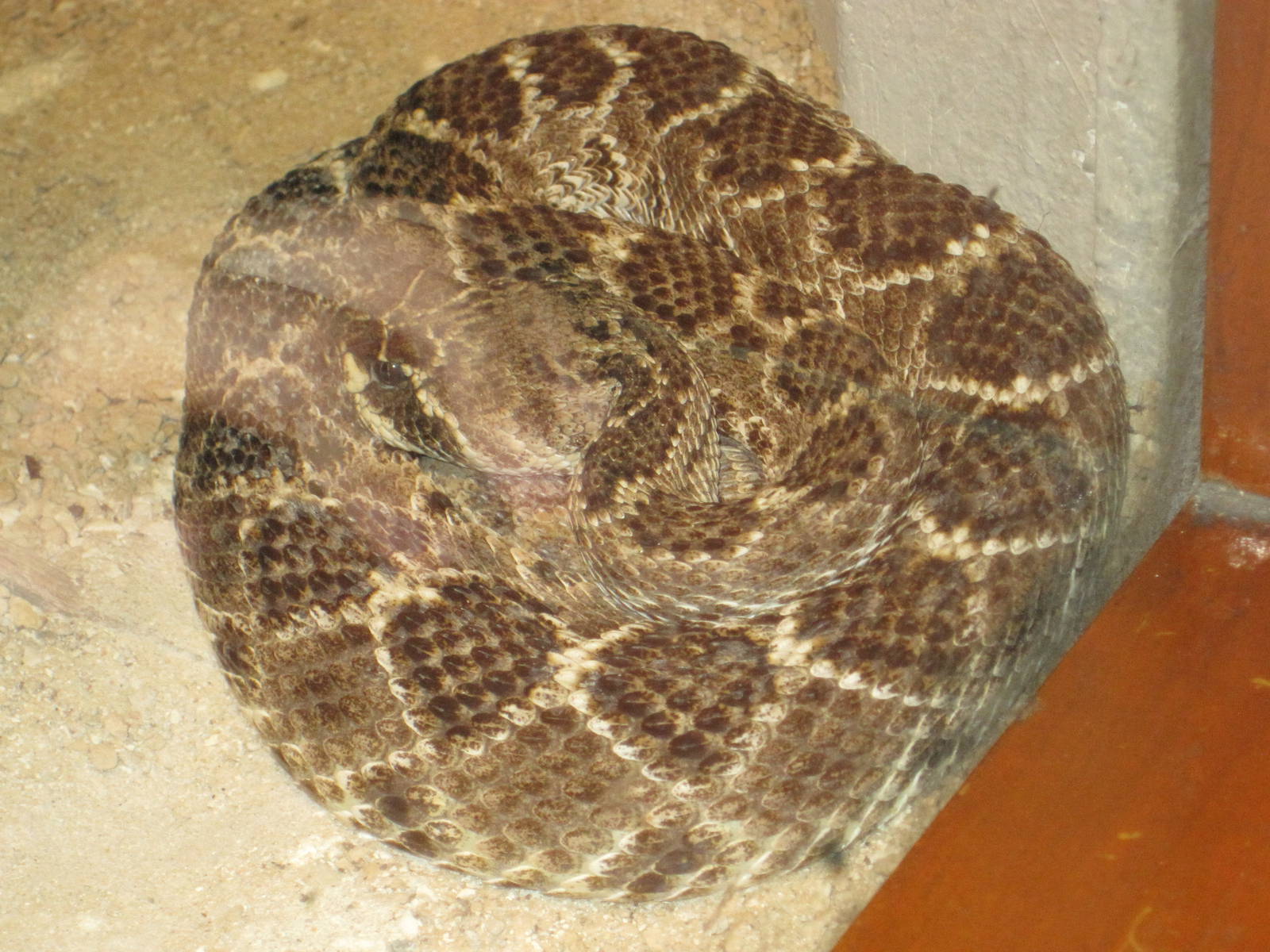 Eastern Diamondback Rattlesnake