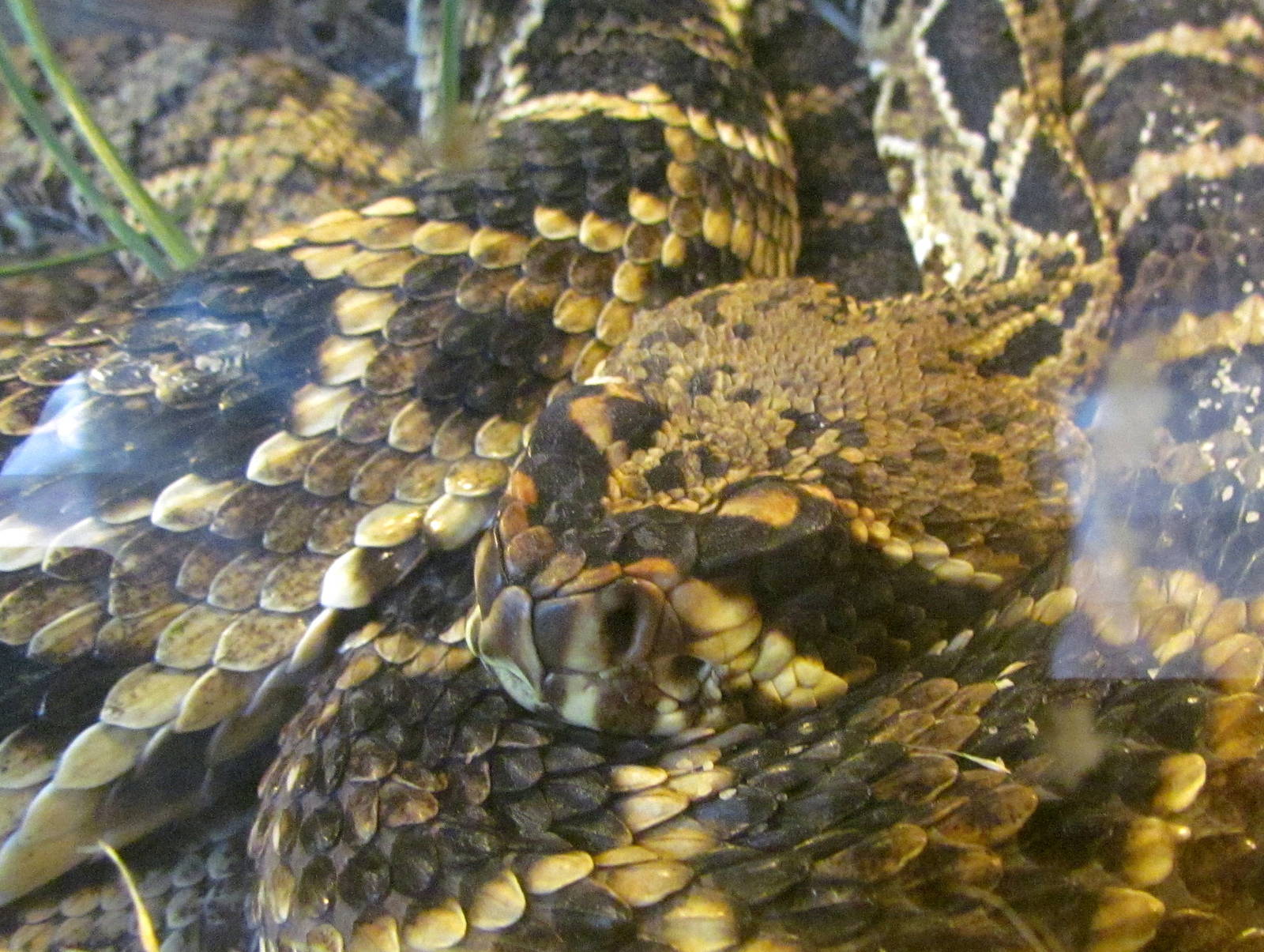 Eastern Diamondback Rattlesnake