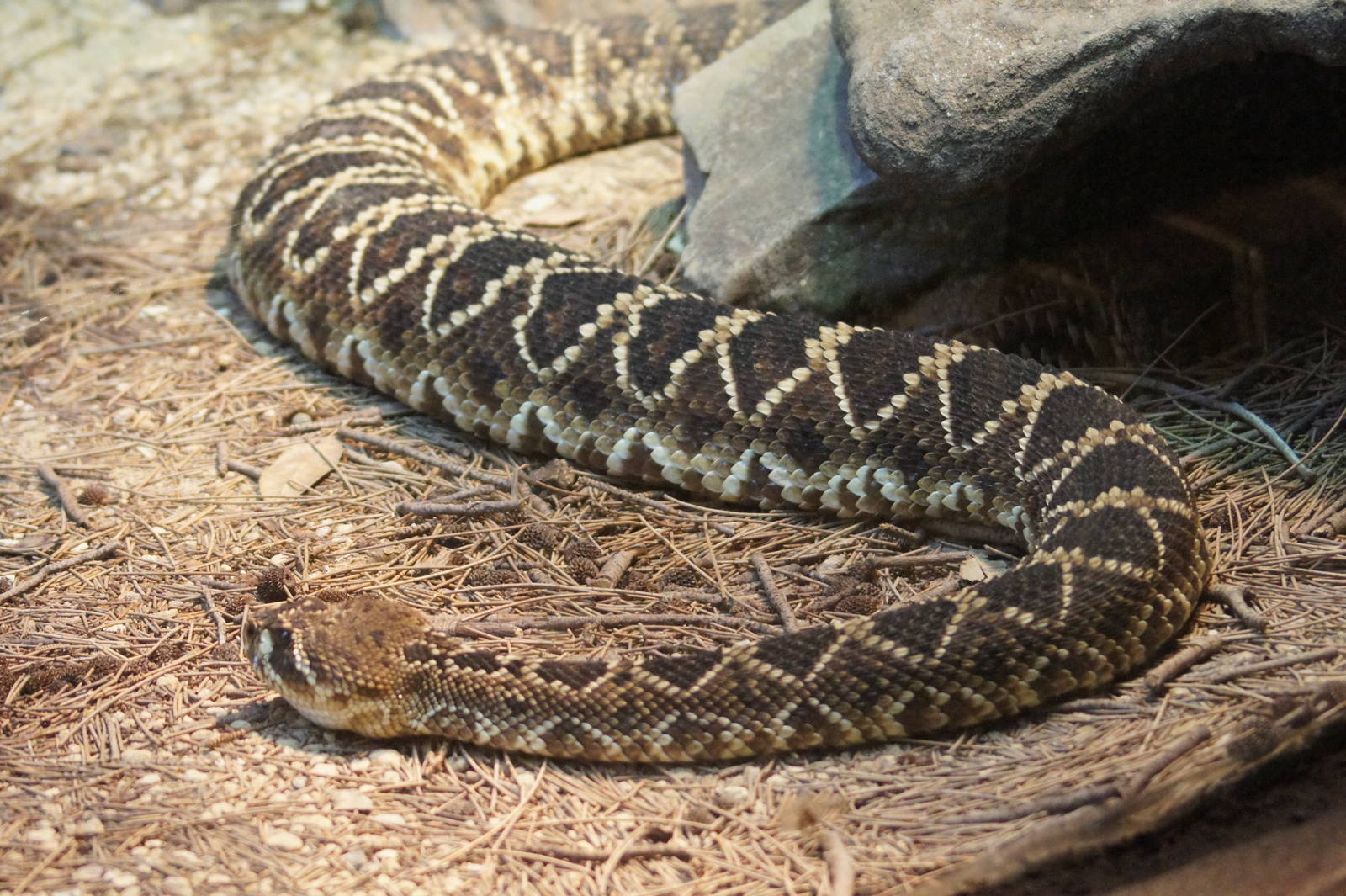 Eastern diamondback rattlesnake