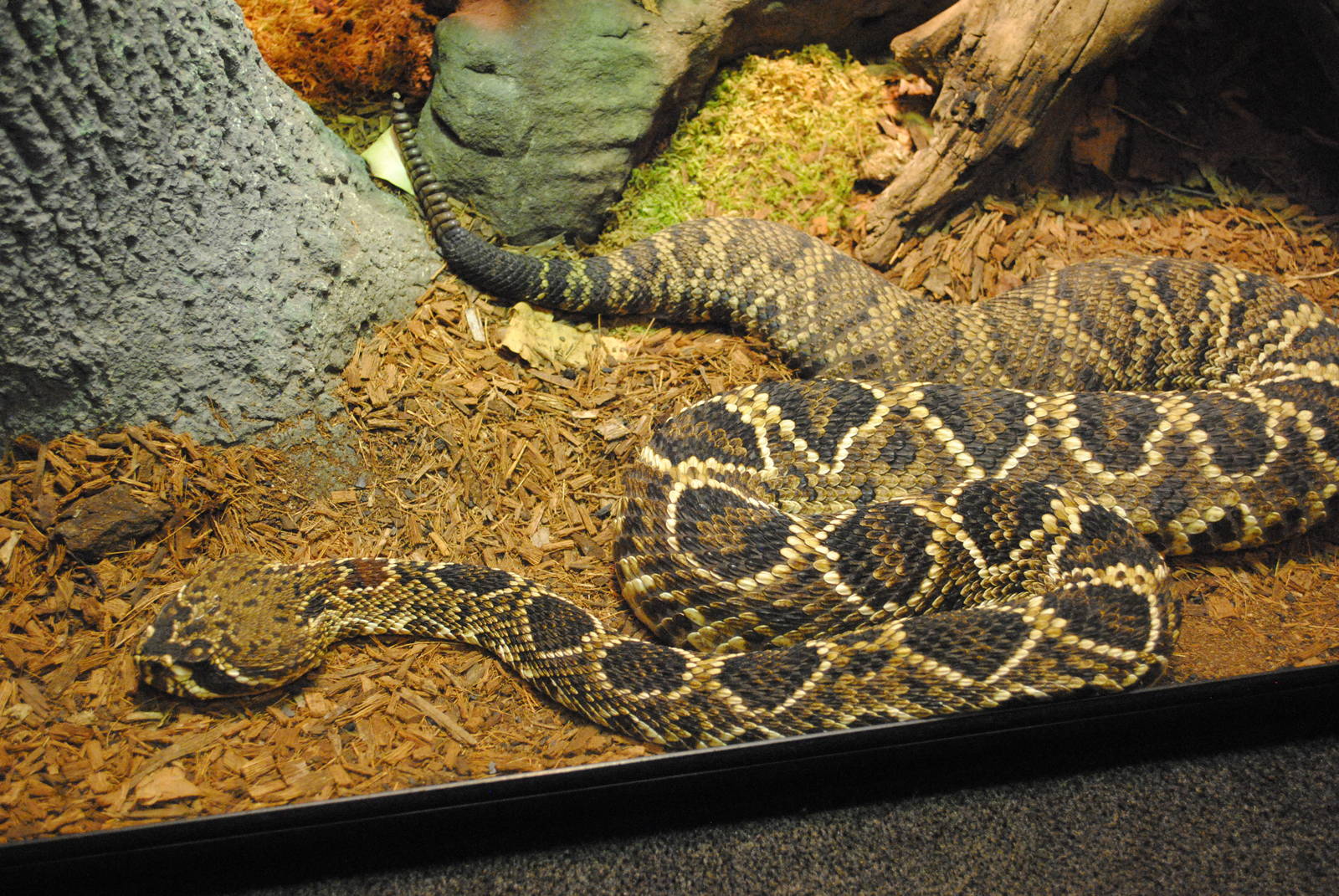 Eastern Diamondback Rattlesnake