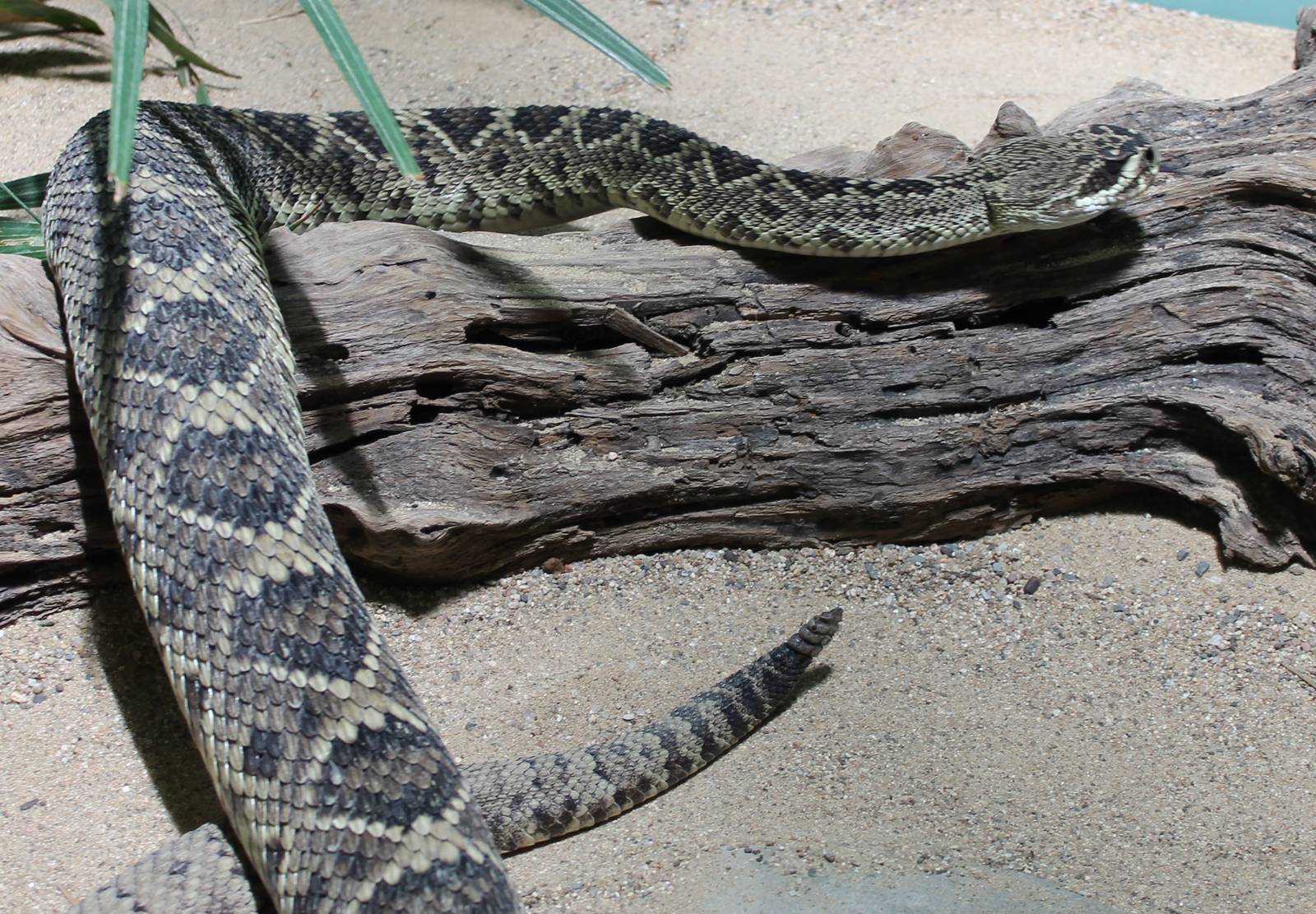 Eastern diamondback rattlesnake