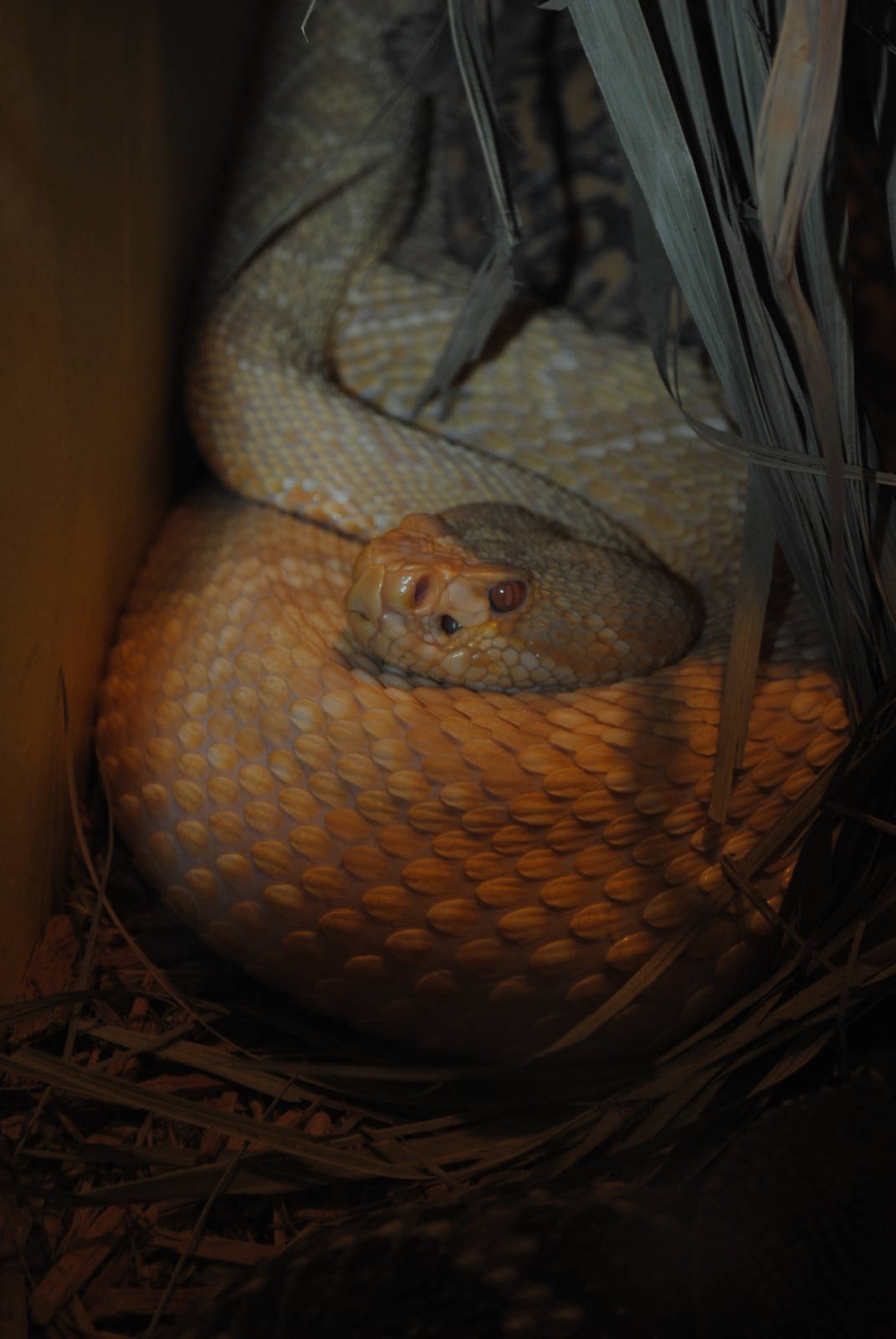 Eastern Diamondback Rattlesnake