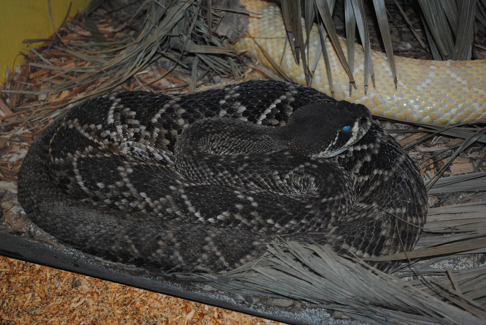 Eastern Diamondback Rattlesnake