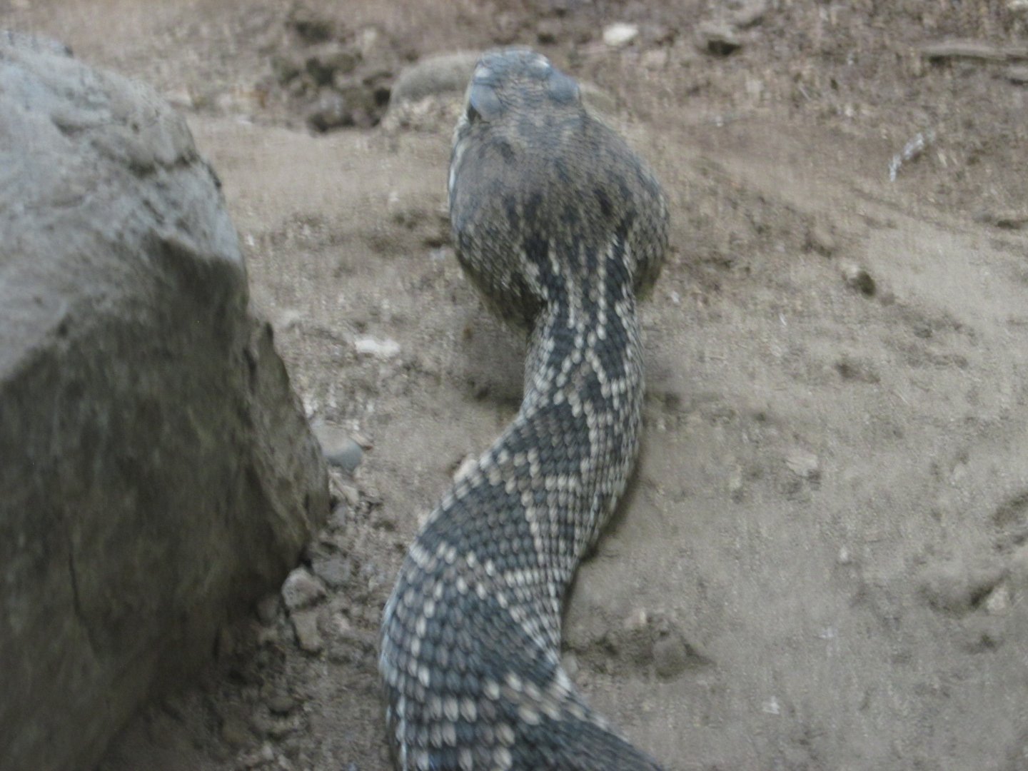 eastern diamondback rattlesnake