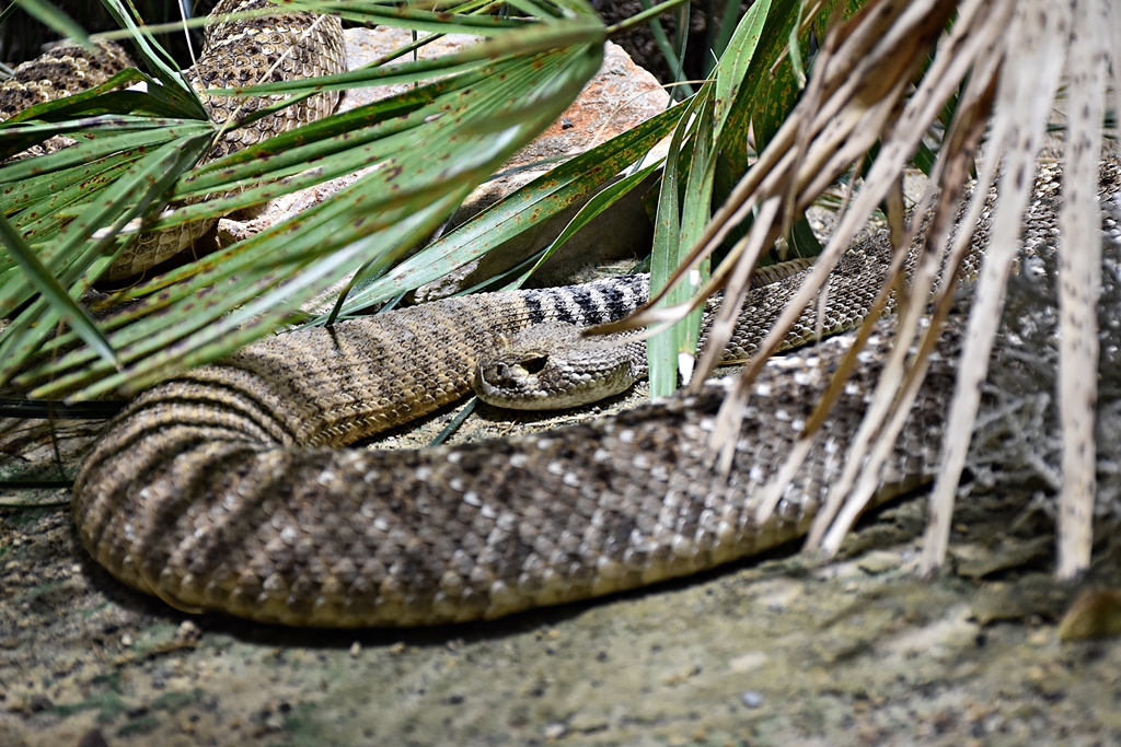 Eastern diamondback rattlesnake