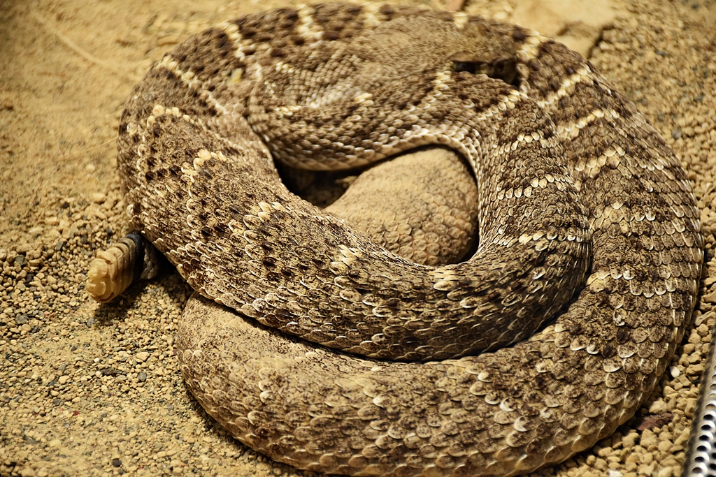 Eastern diamondback rattlesnake