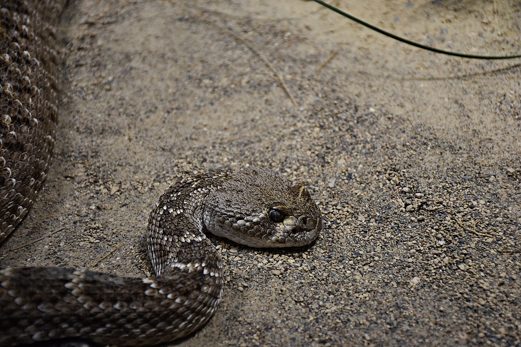 Eastern diamondback rattlesnake