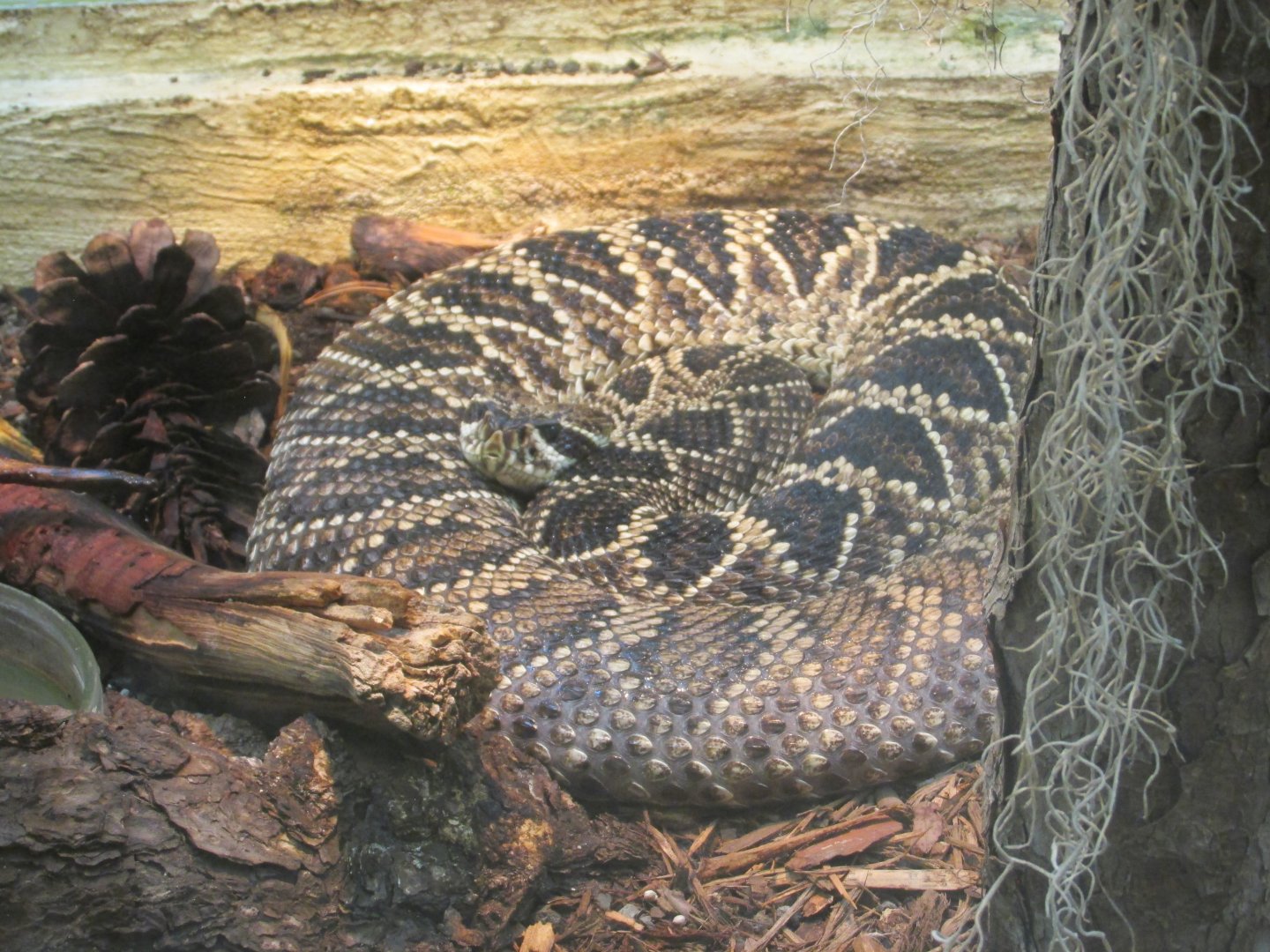 eastern diamondback rattlesnake