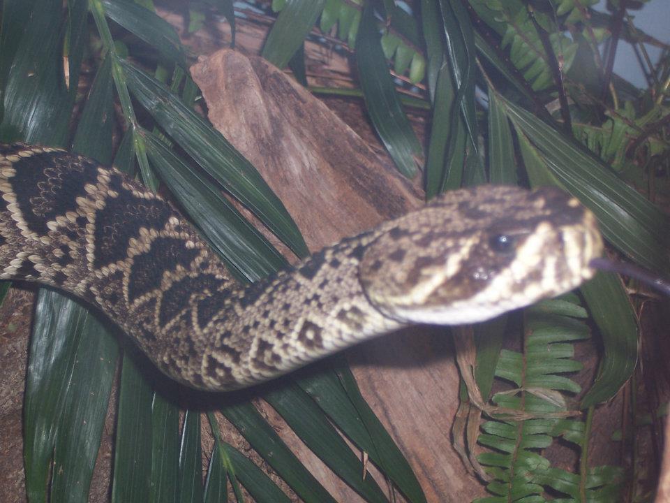 Eastern diamondback rattlesnake