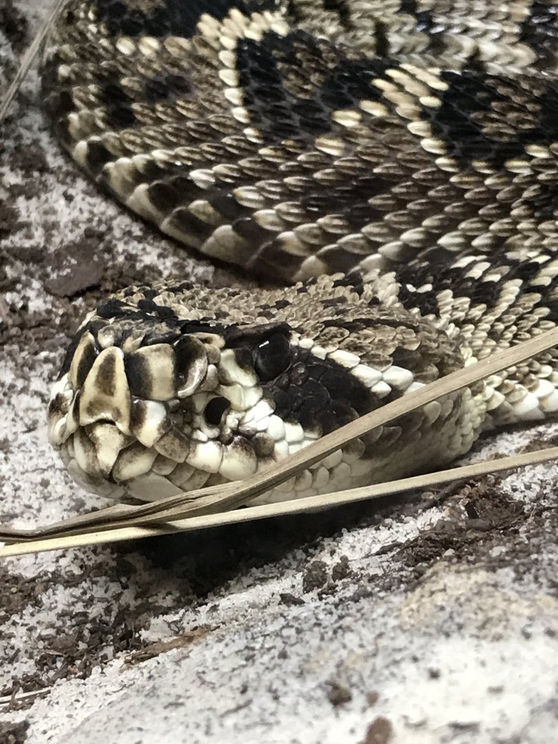 Eastern diamondback rattlesnake