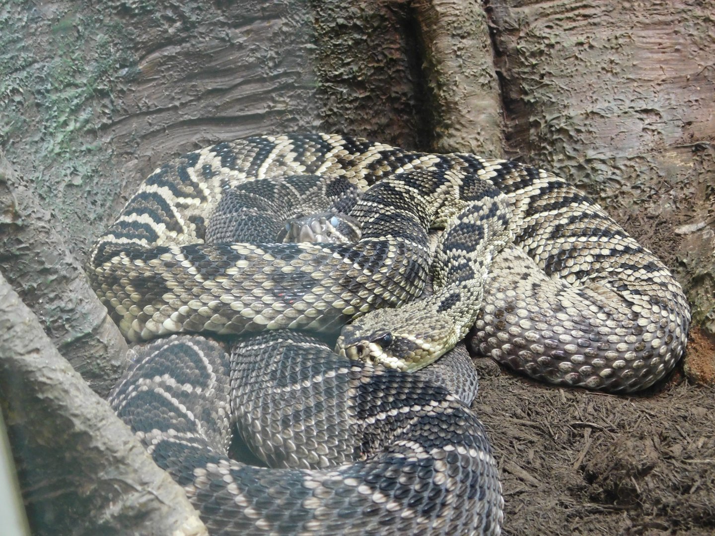 Eastern Diamondback Rattlesnake