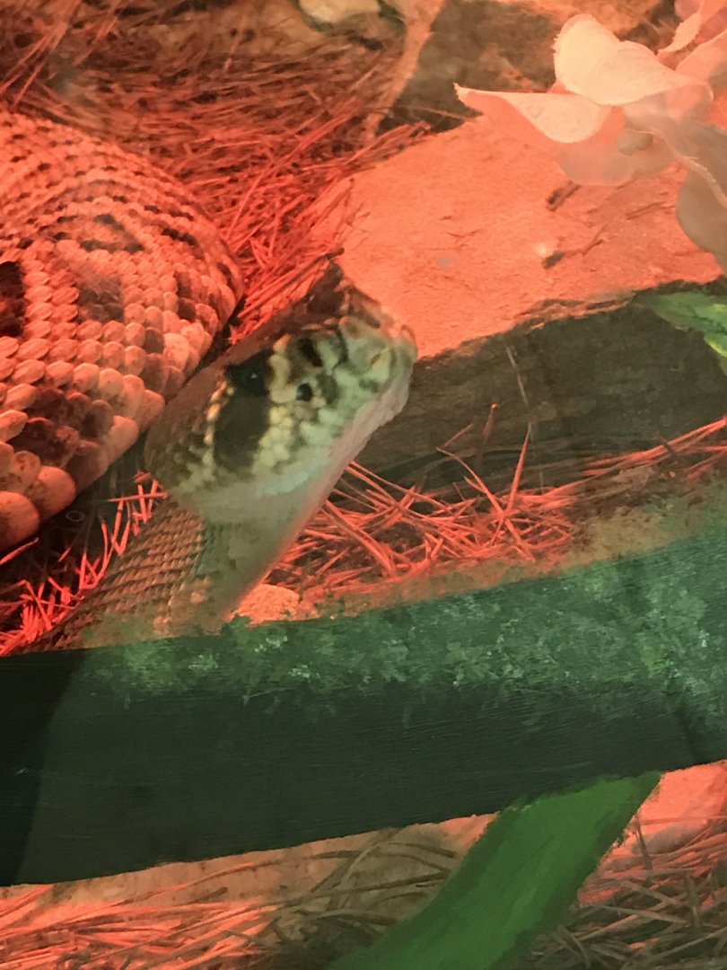 Eastern diamondback rattlesnake